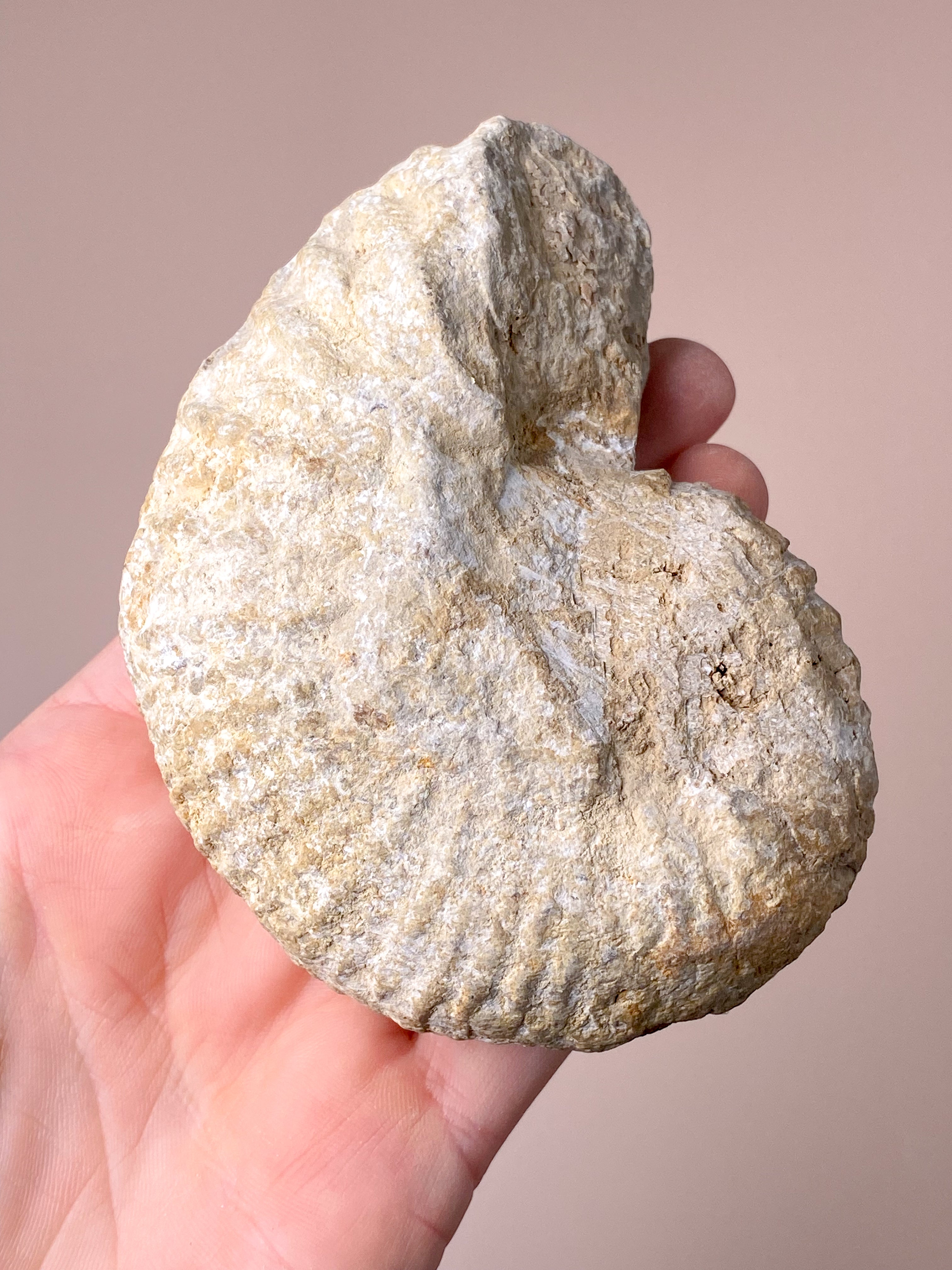 Stor Ammonit (Nr. 4)