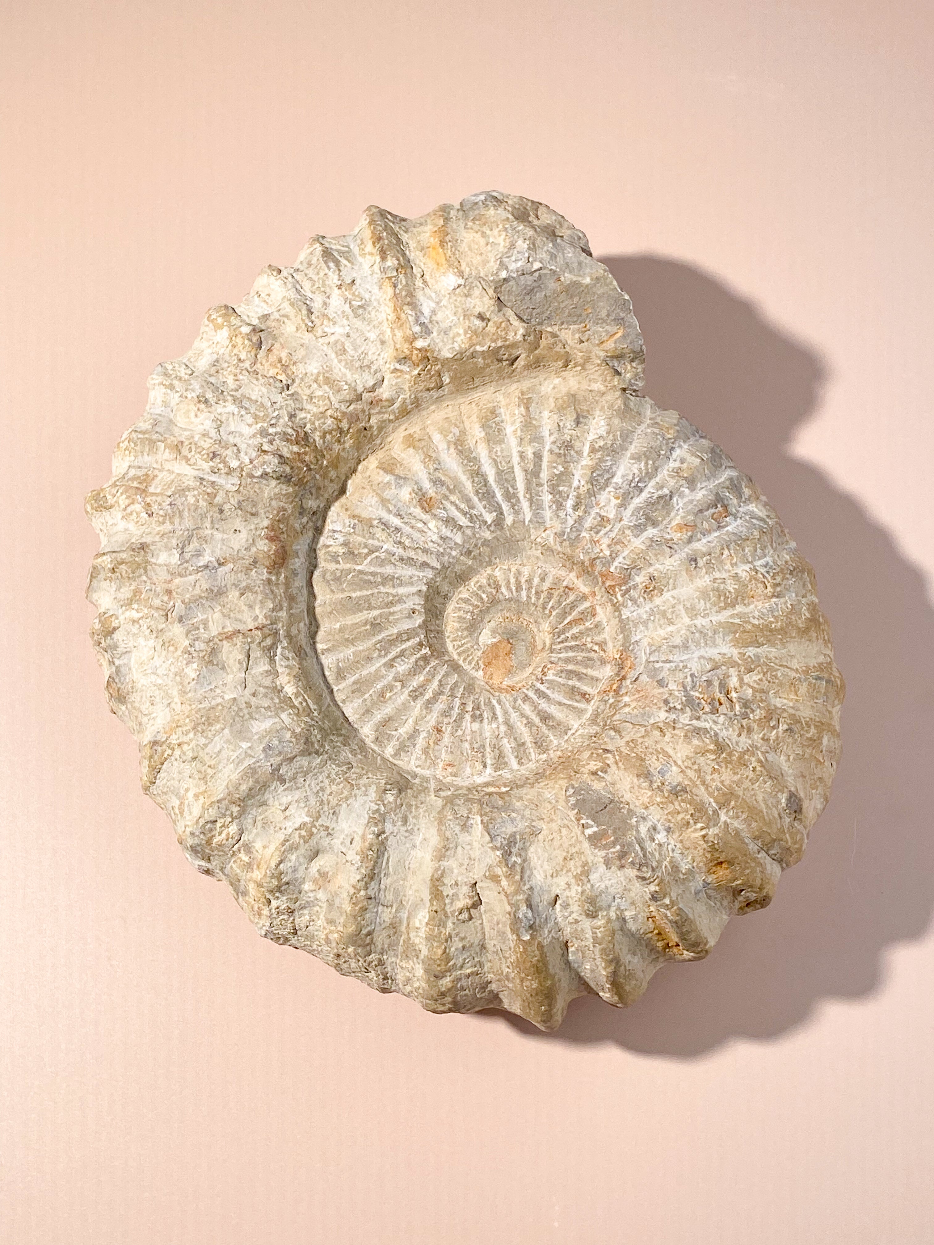 Stor Ammonit (Nr. 9)