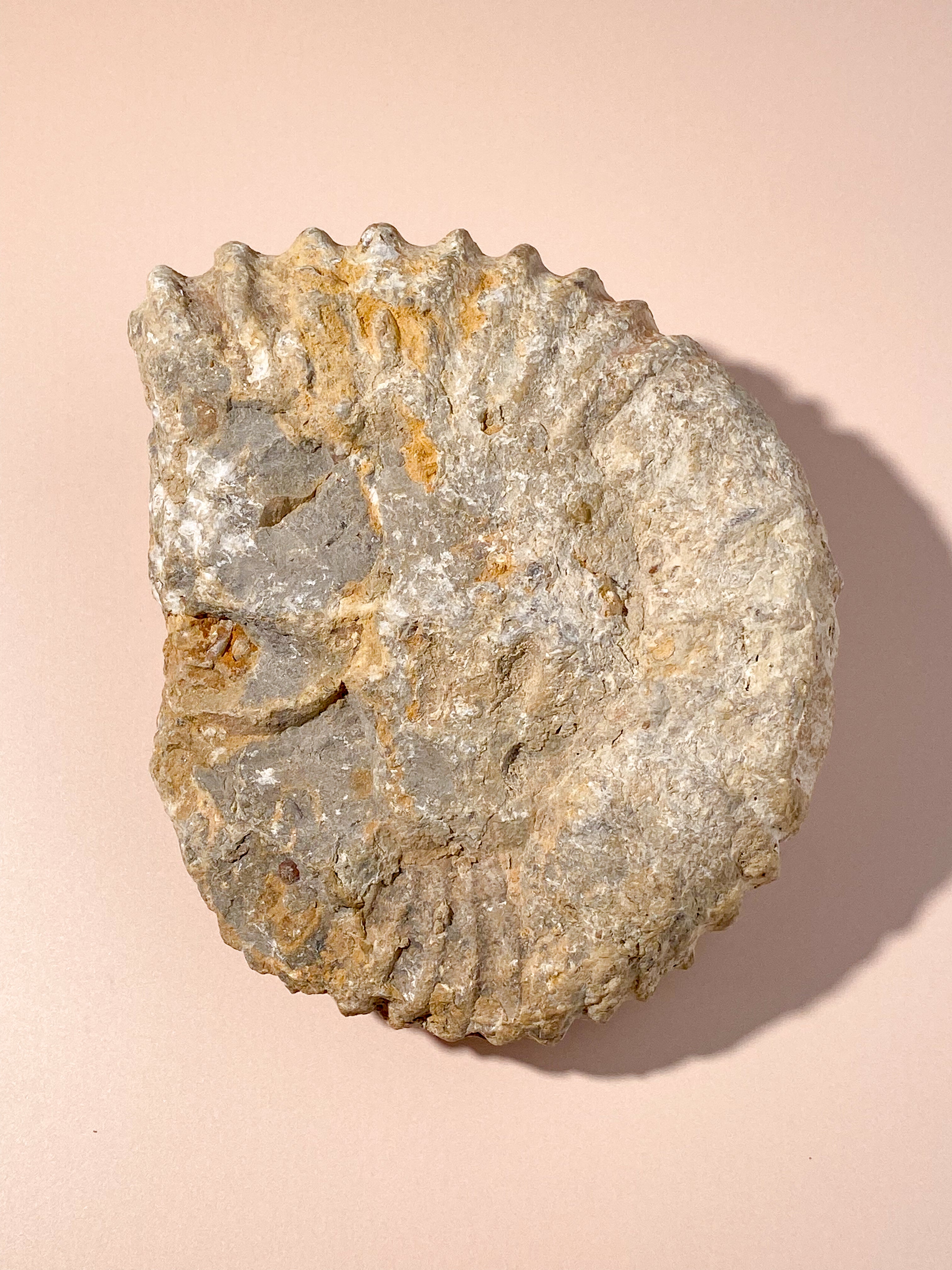 Stor Ammonit (Nr. 10)