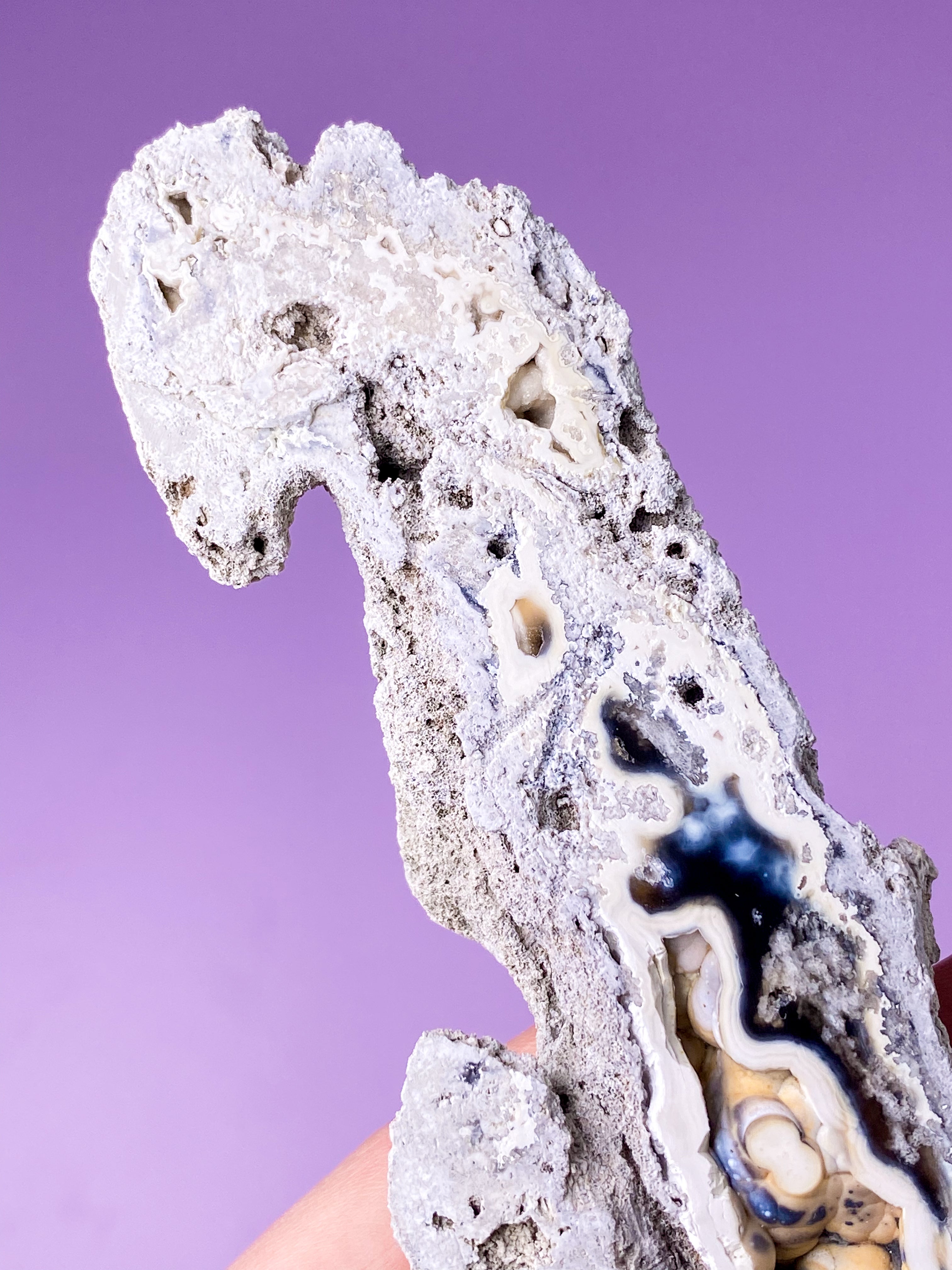 Agatkorallfossil (nr 17) Exklusiv kvalitet