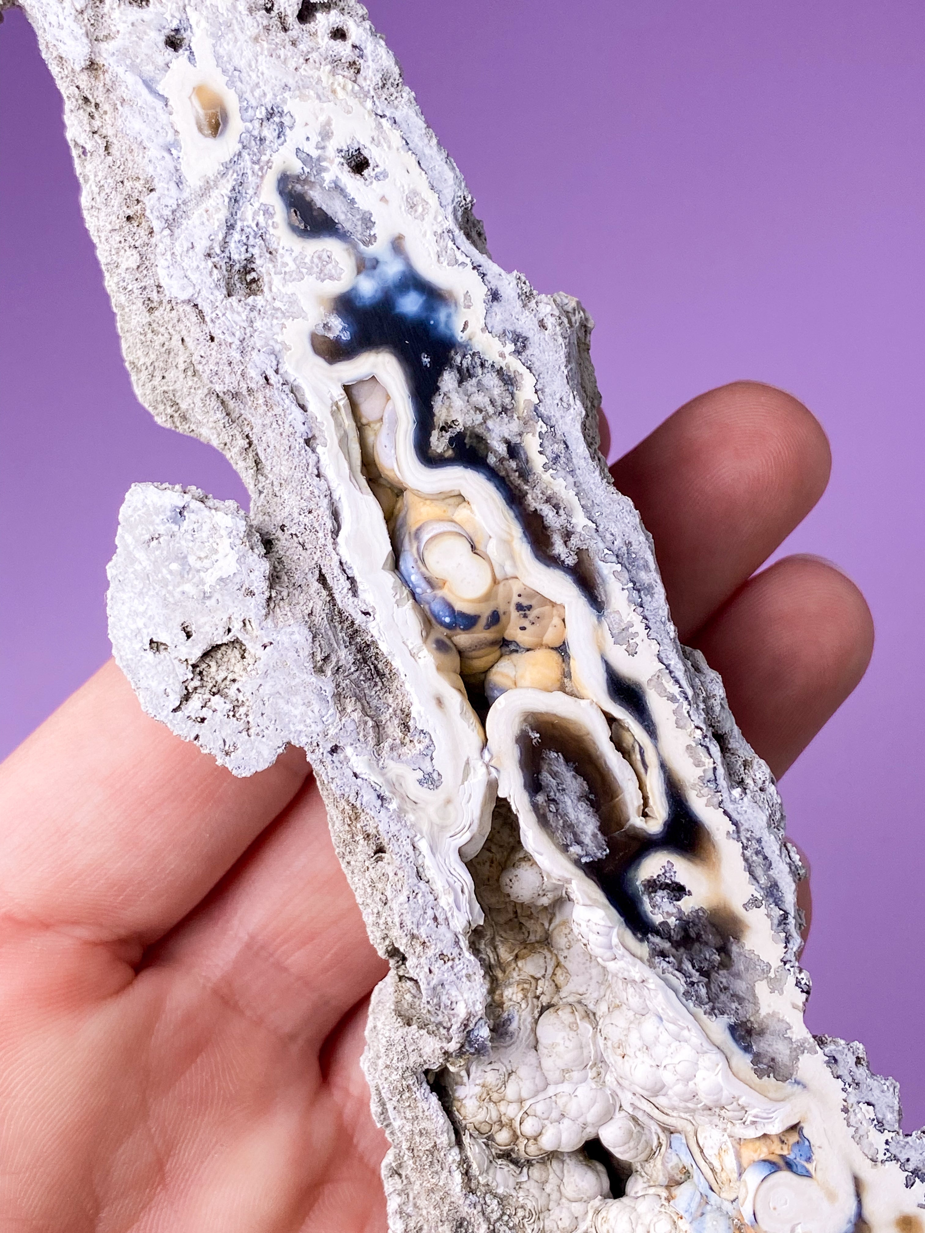 Agatkorallfossil (nr 17) Exklusiv kvalitet