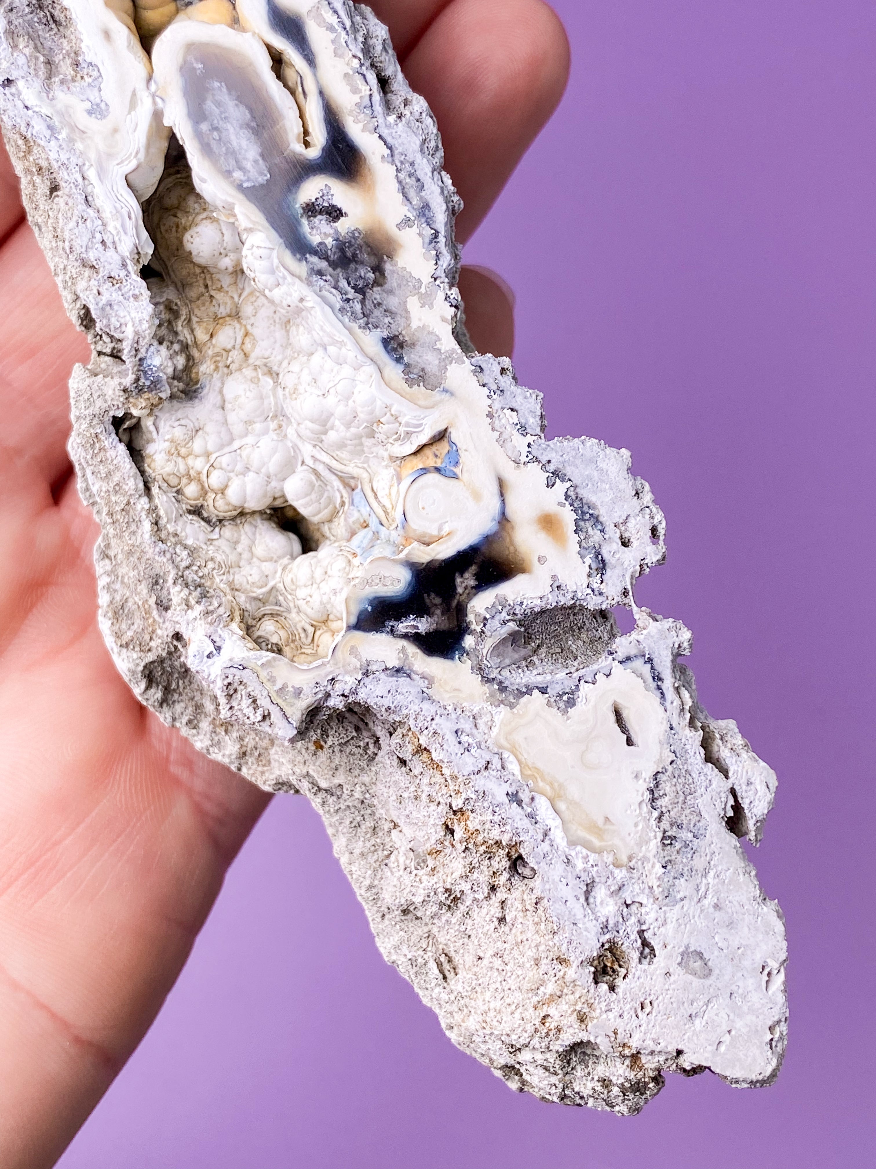 Agatkorallfossil (nr 17) Exklusiv kvalitet