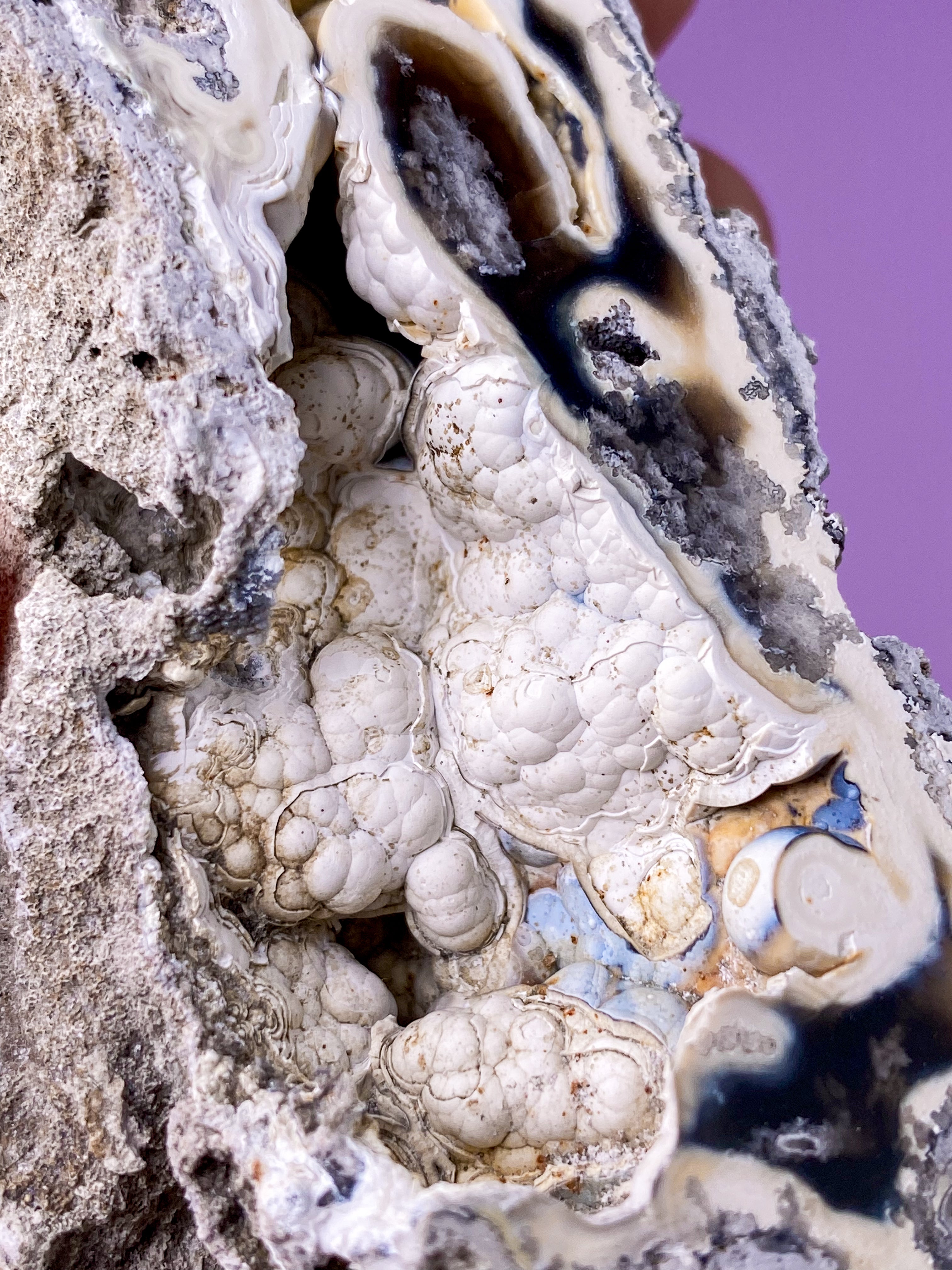 Agatkorallfossil (nr 17) Exklusiv kvalitet