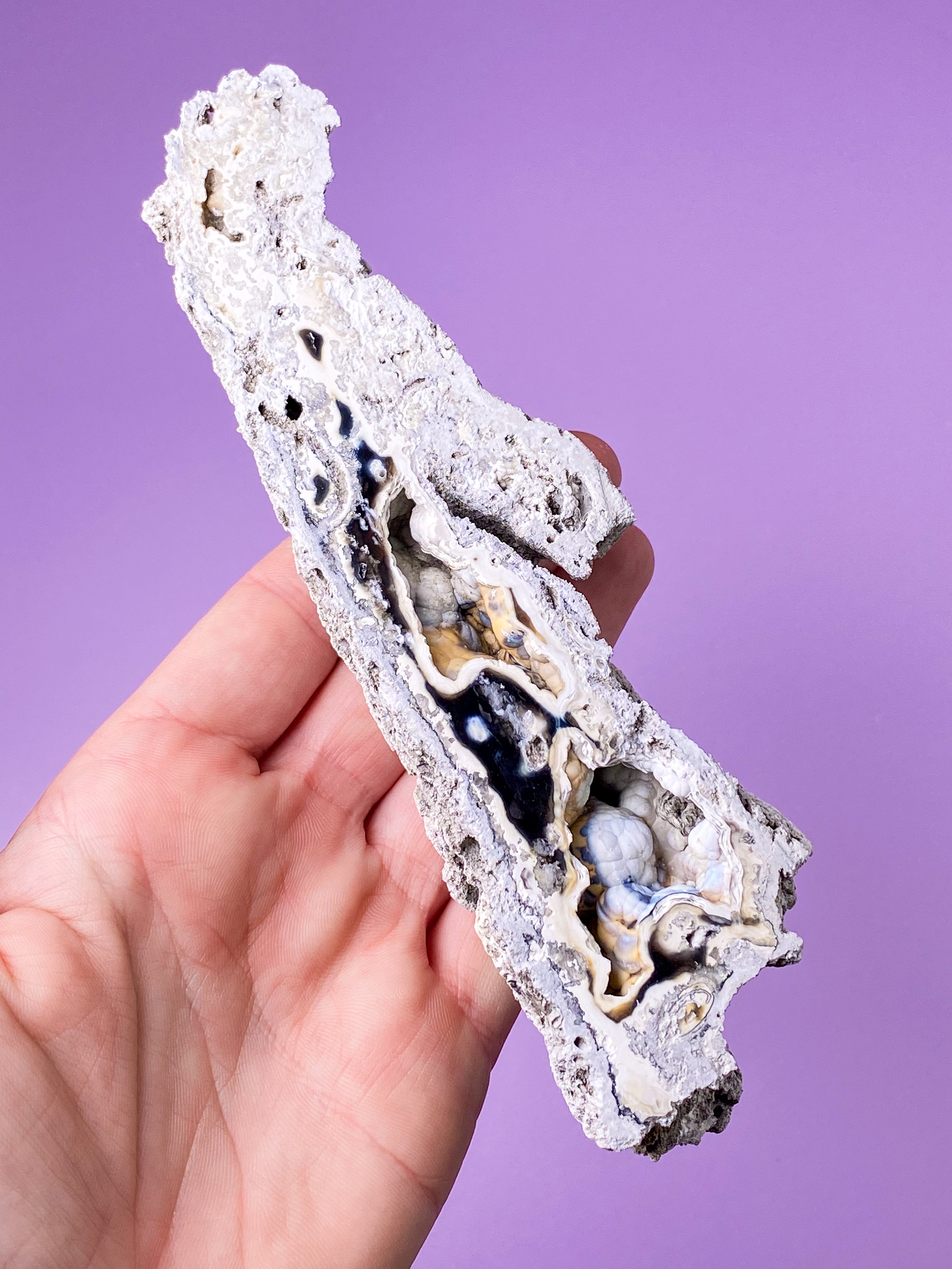 Agatkorallfossil (nr 18) Exklusiv kvalitet