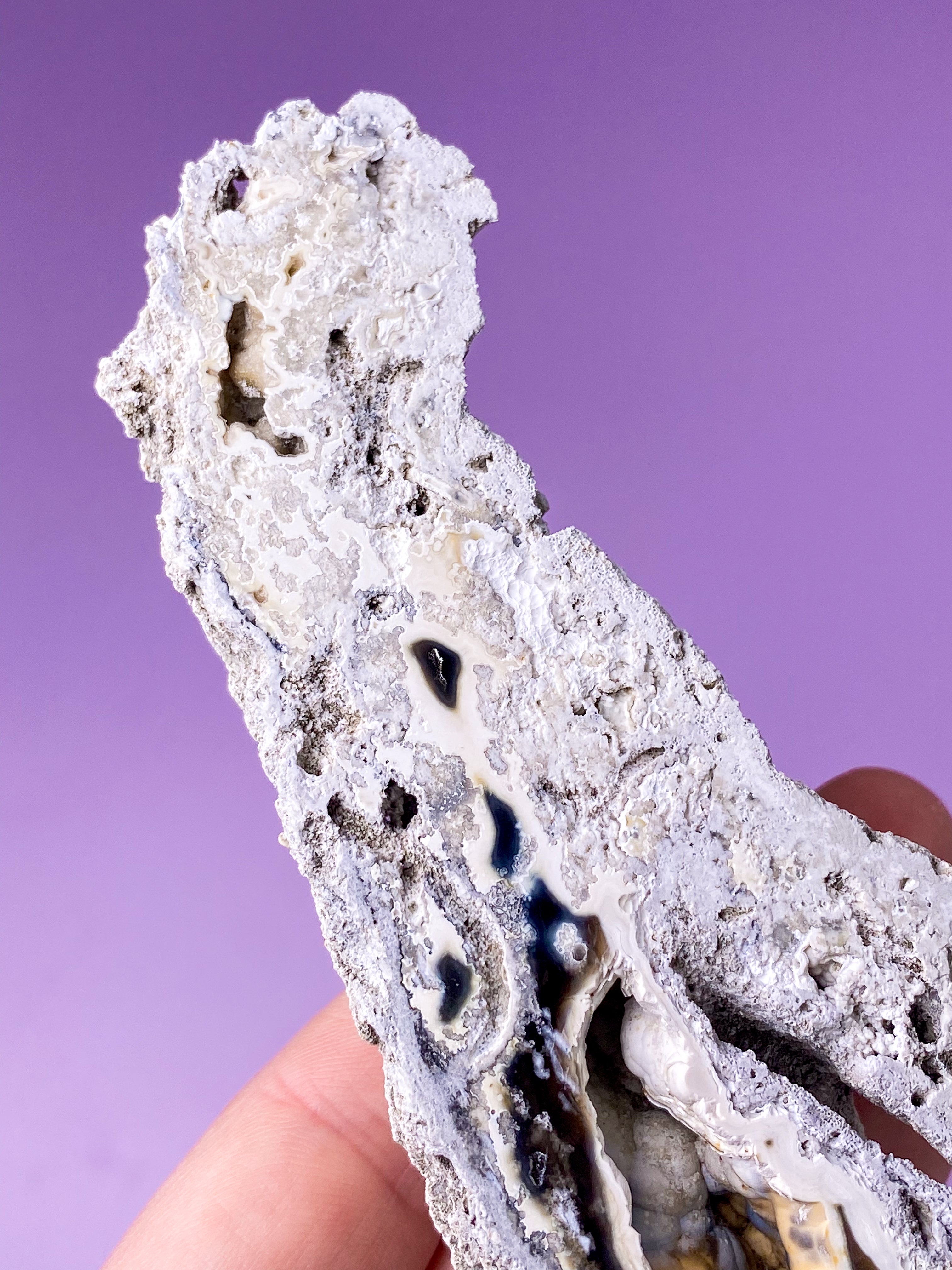 Agatkorallfossil (nr 18) Exklusiv kvalitet