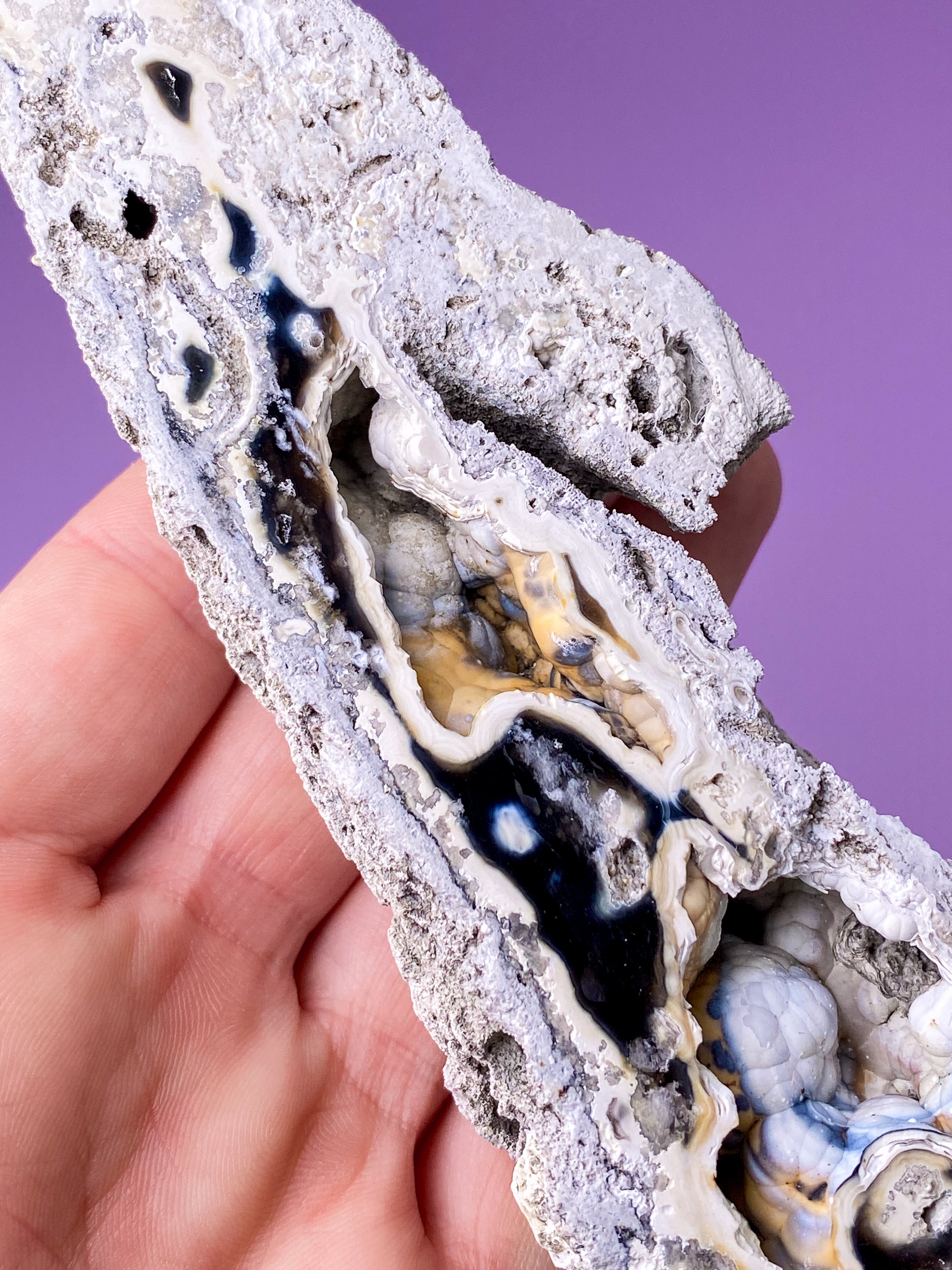 Agatkorallfossil (nr 18) Exklusiv kvalitet