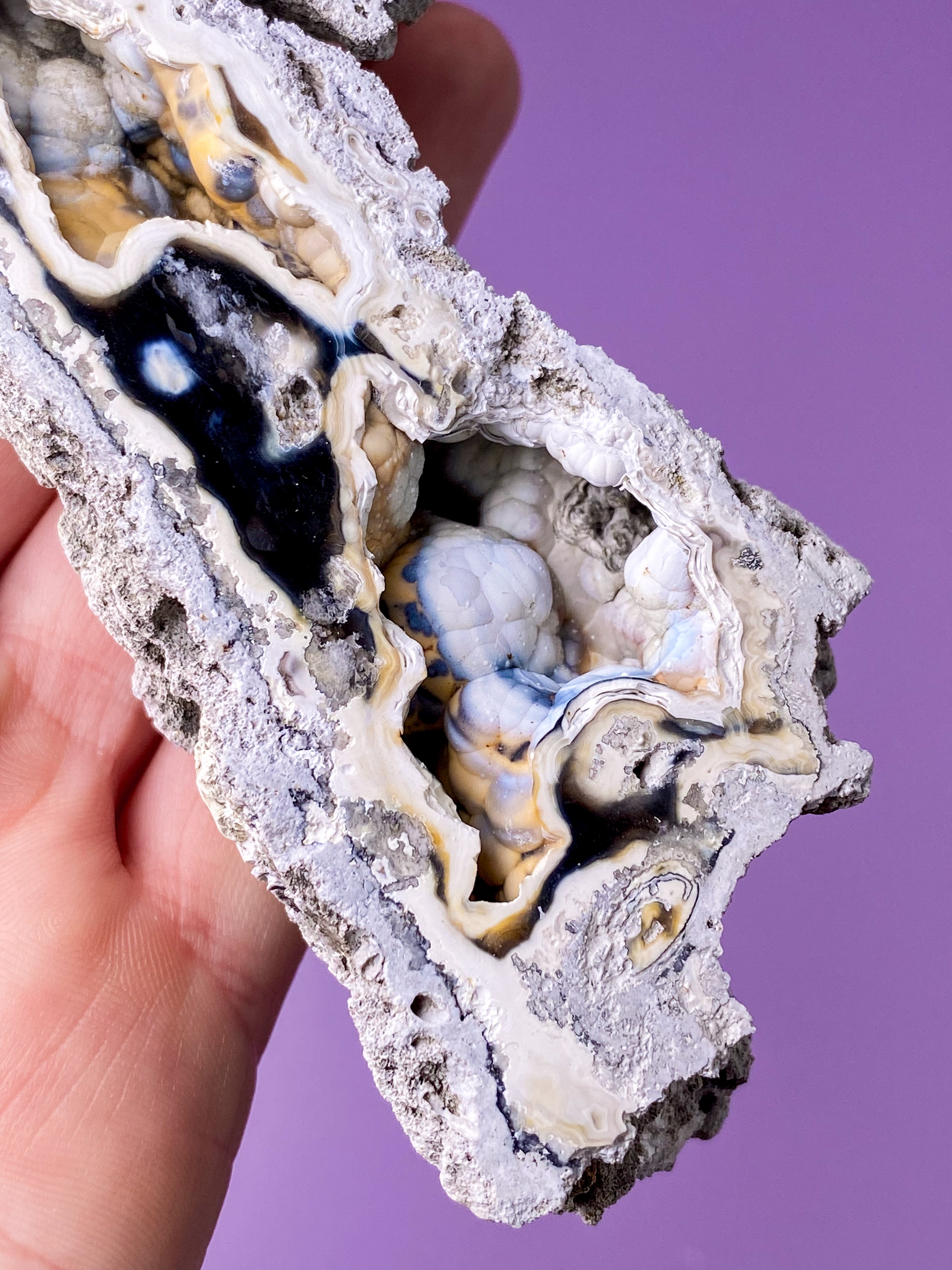 Agatkorallfossil (nr 18) Exklusiv kvalitet