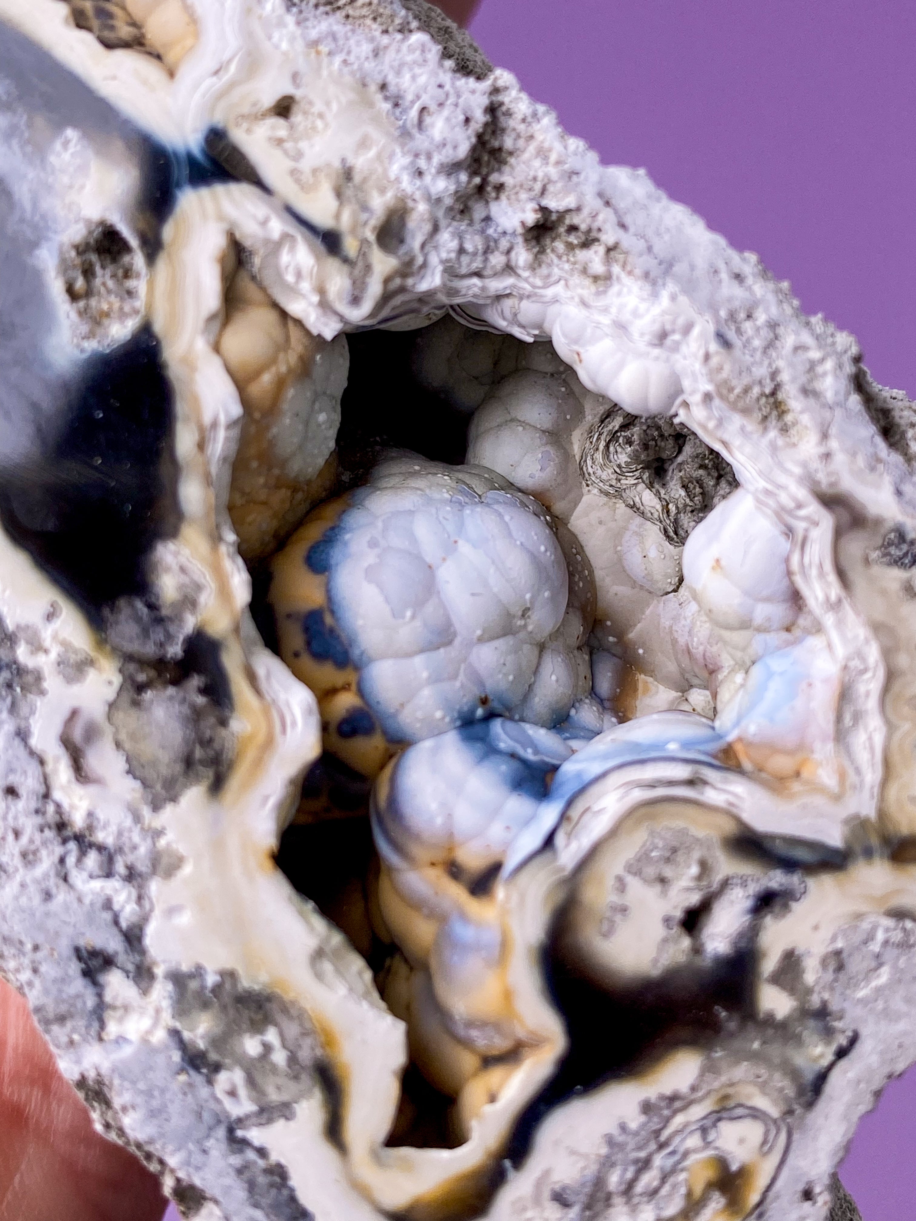 Agatkorallfossil (nr 18) Exklusiv kvalitet