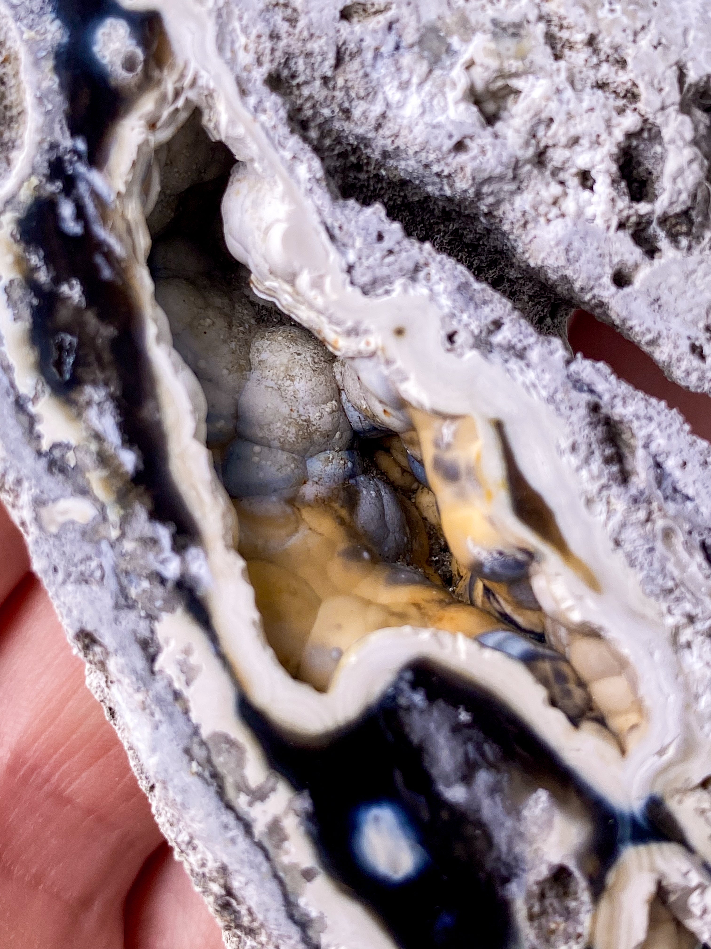 Agatkorallfossil (nr 18) Exklusiv kvalitet