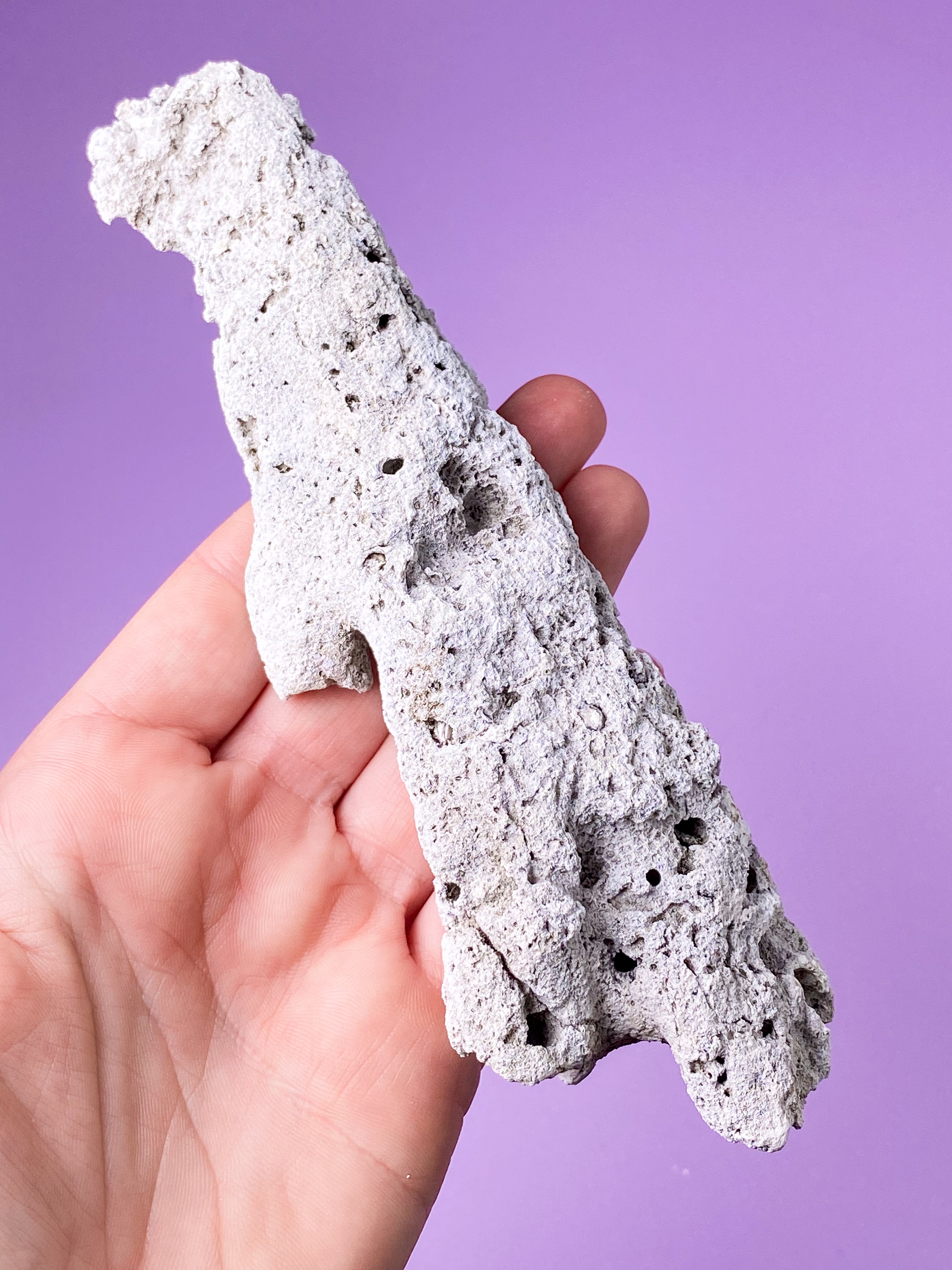 Agatkorallfossil (nr 18) Exklusiv kvalitet