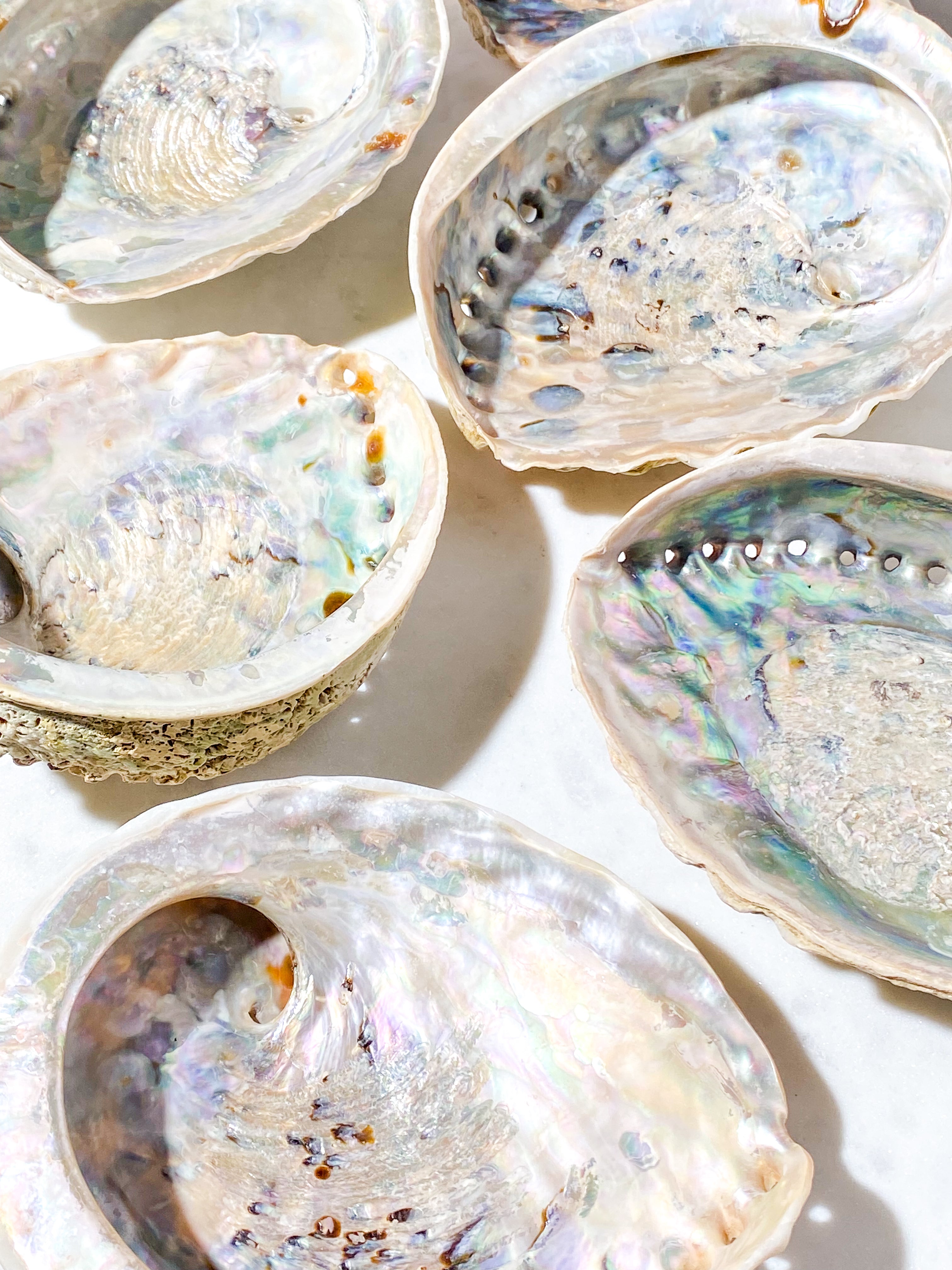 Abelone-snäckskal - Stor