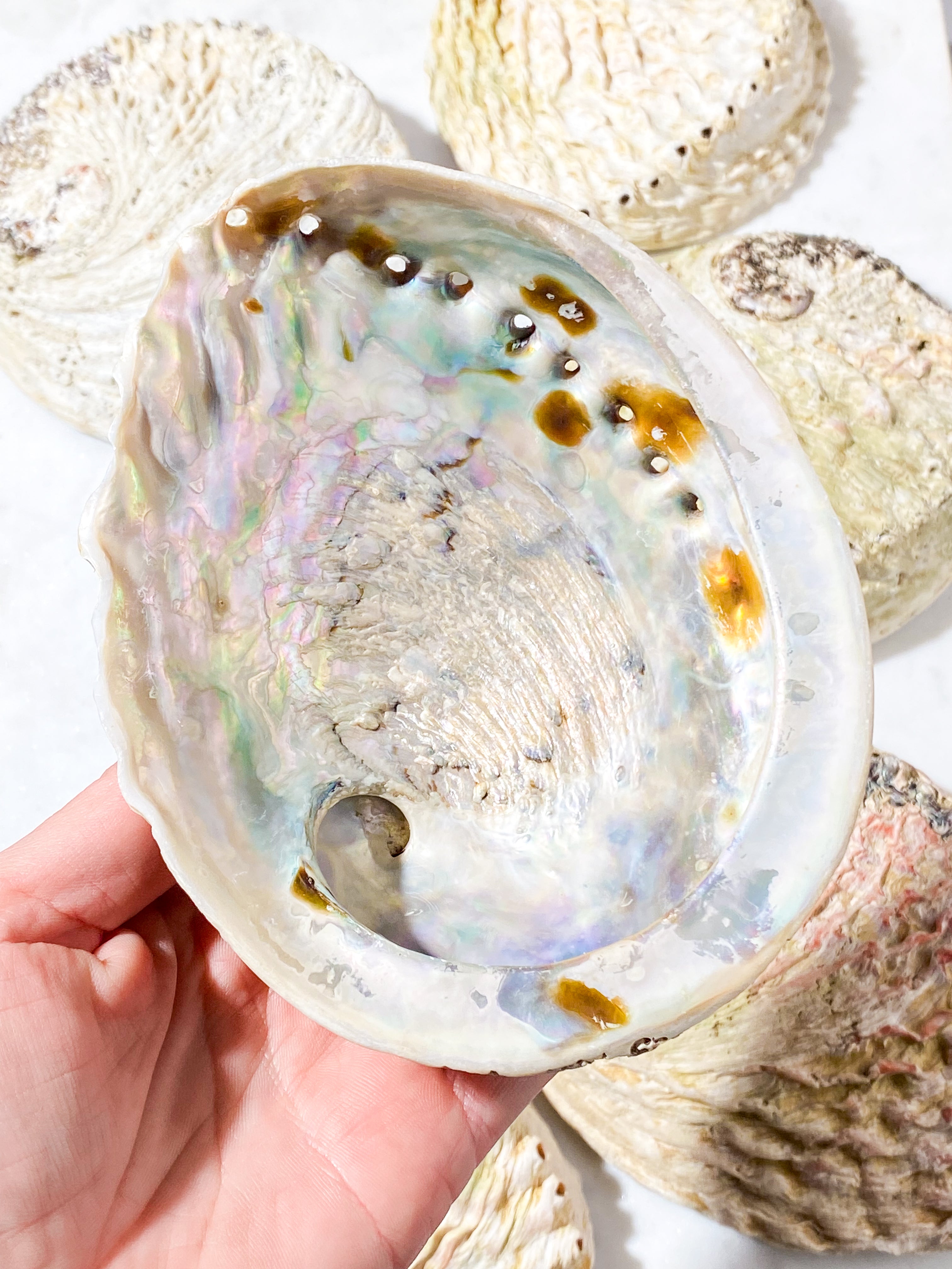 Abelone-snäckskal - Stor