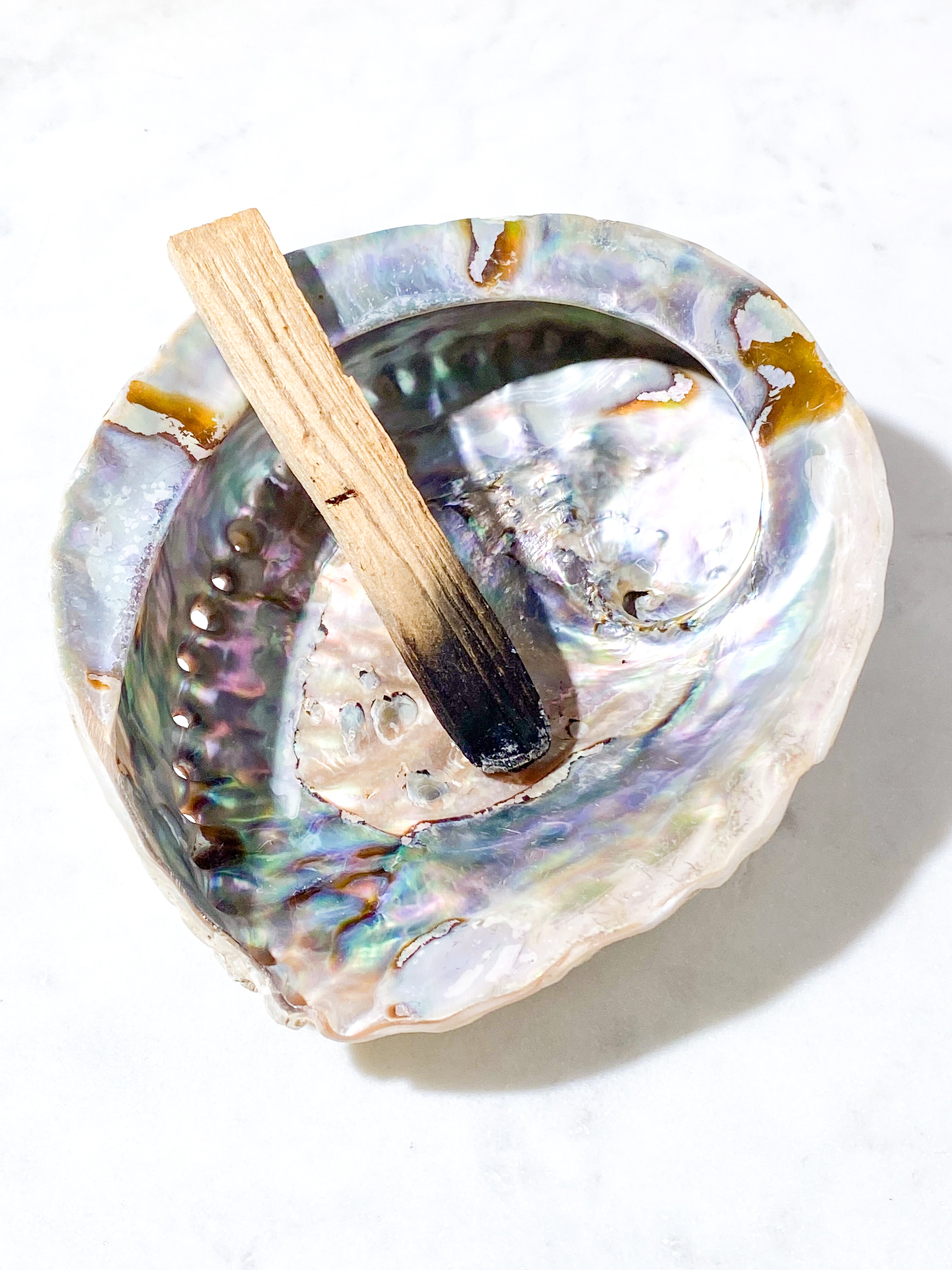 Abelone-snäckskal - Stor