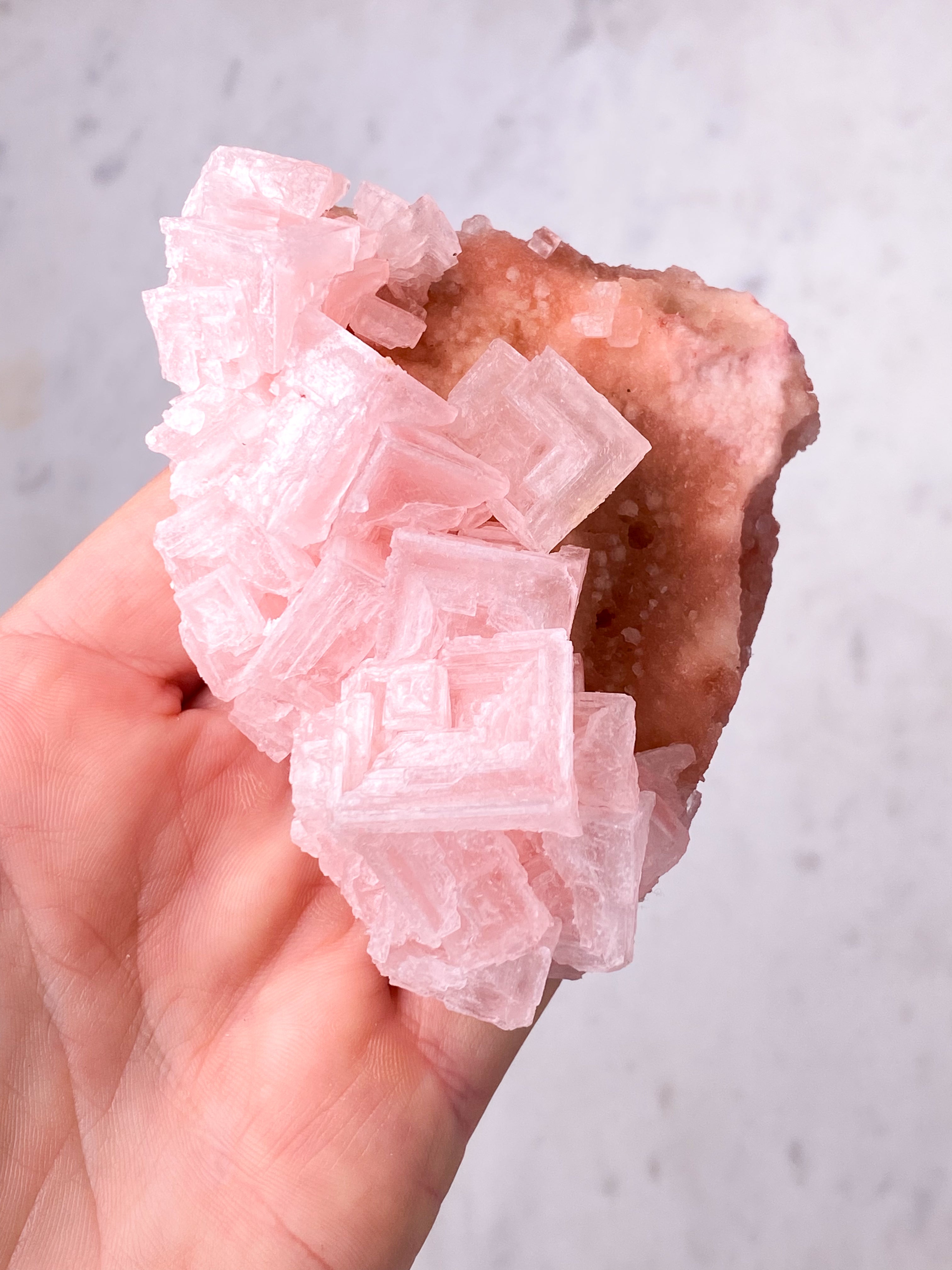 Rosa Halit (nr 24) Exklusiv kvalitet