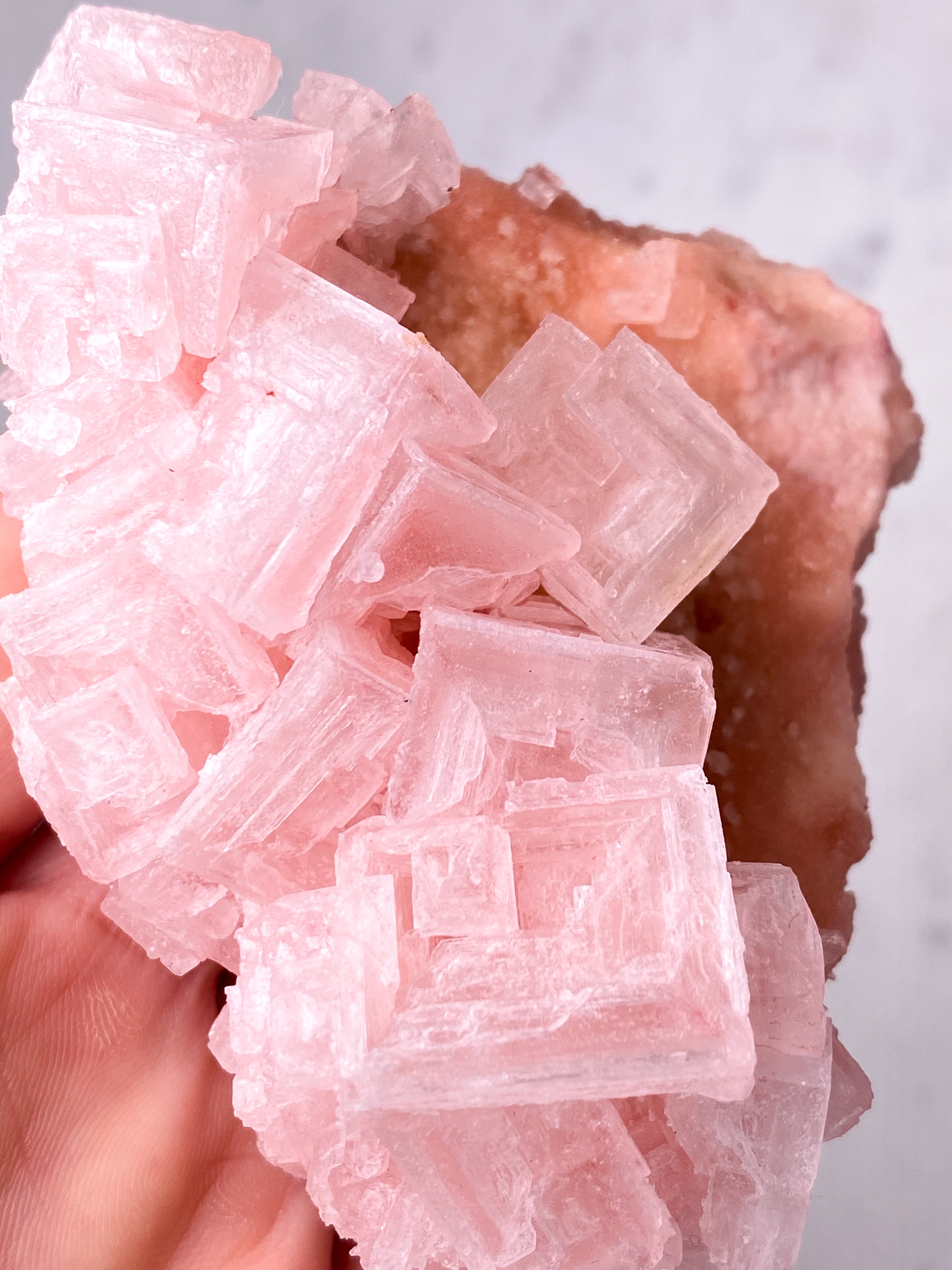 Rosa Halit (nr 24) Exklusiv kvalitet