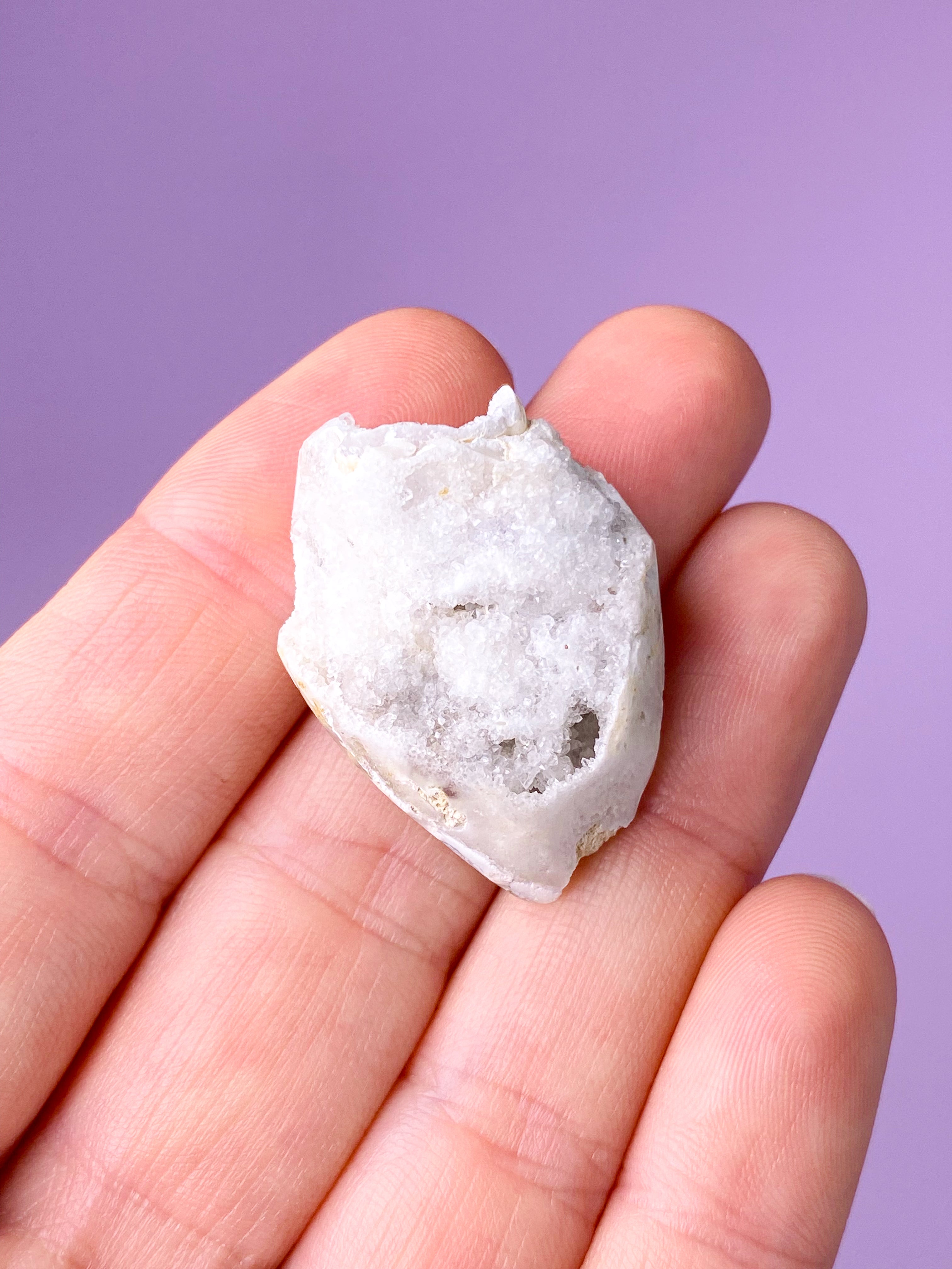 Druzy Konkylie Fossil (Nr. 23)