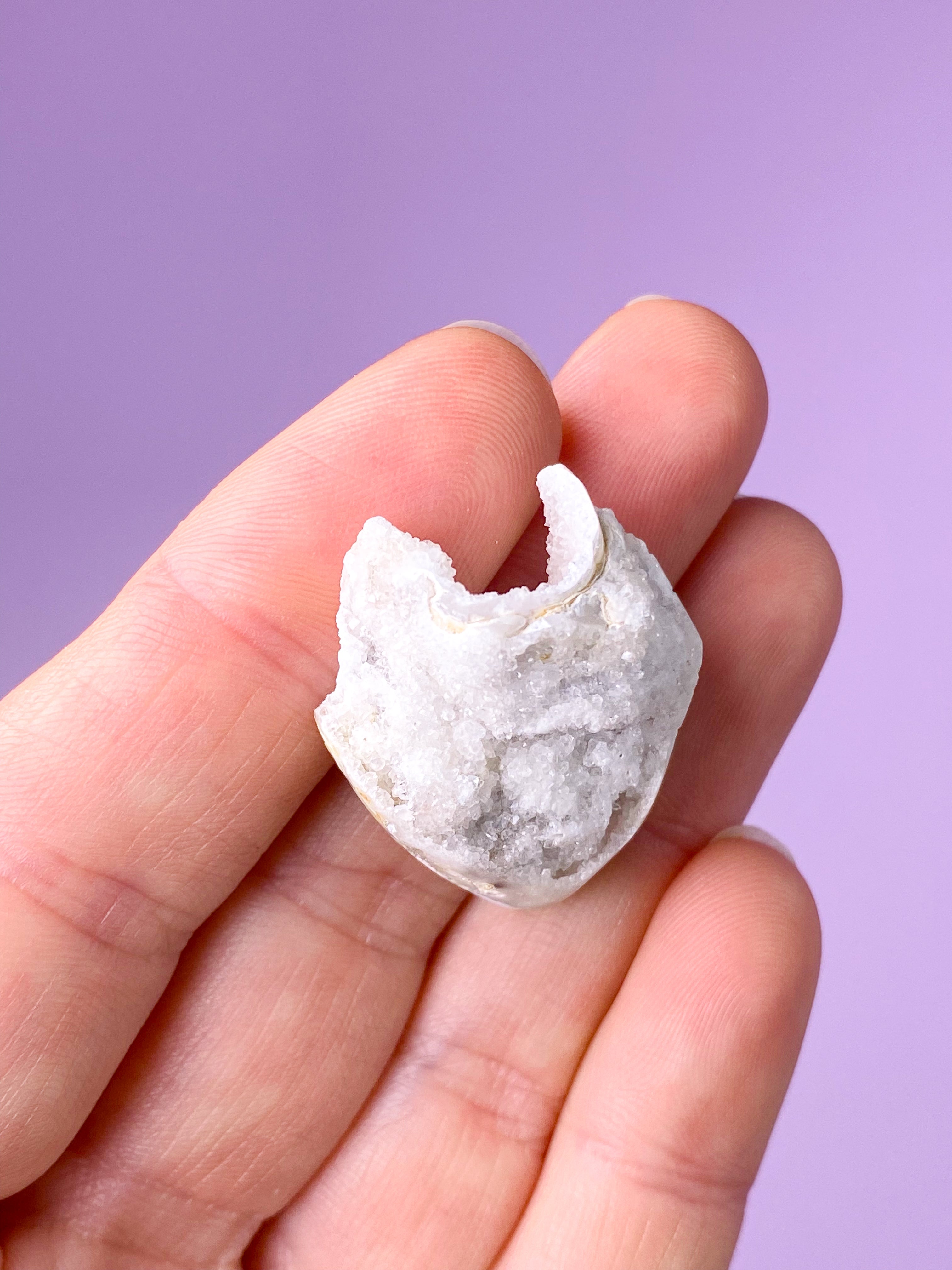 Druzy Conch-fossil (nr 23)