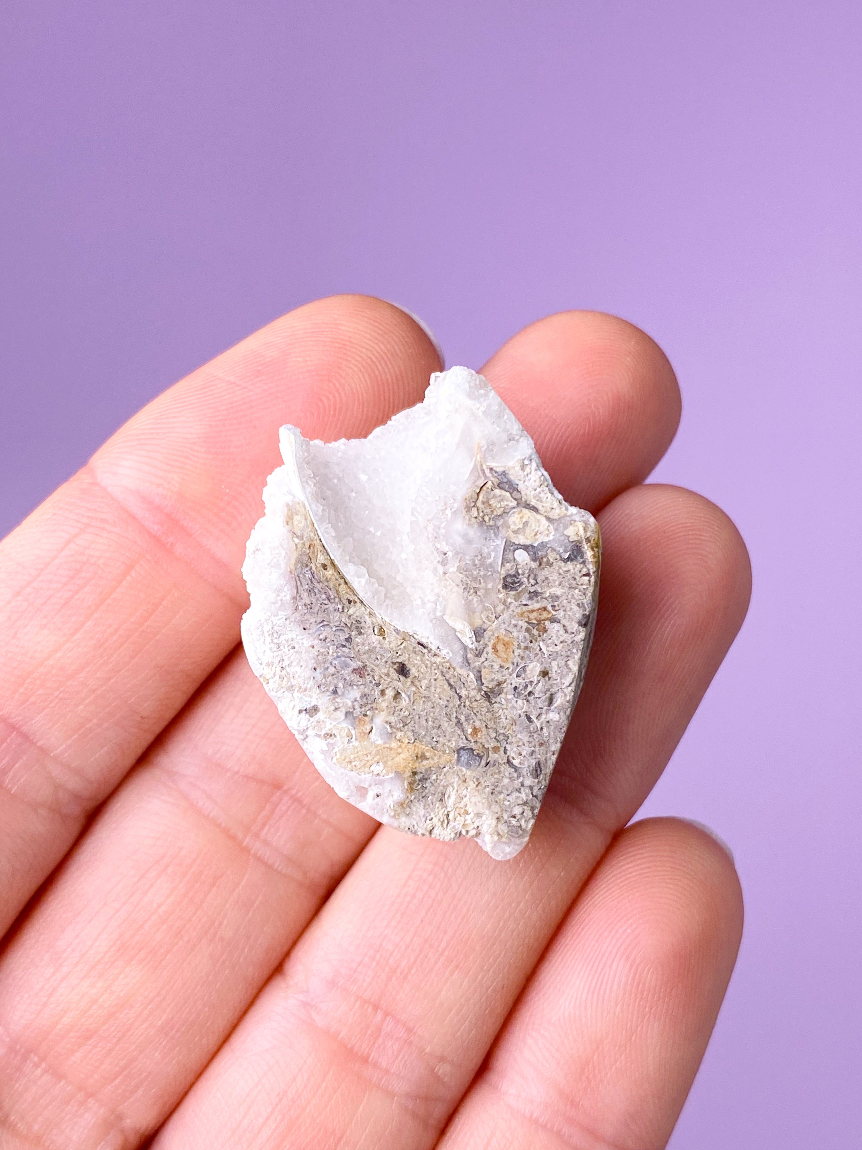 Druzy Conch-fossil (nr 23)