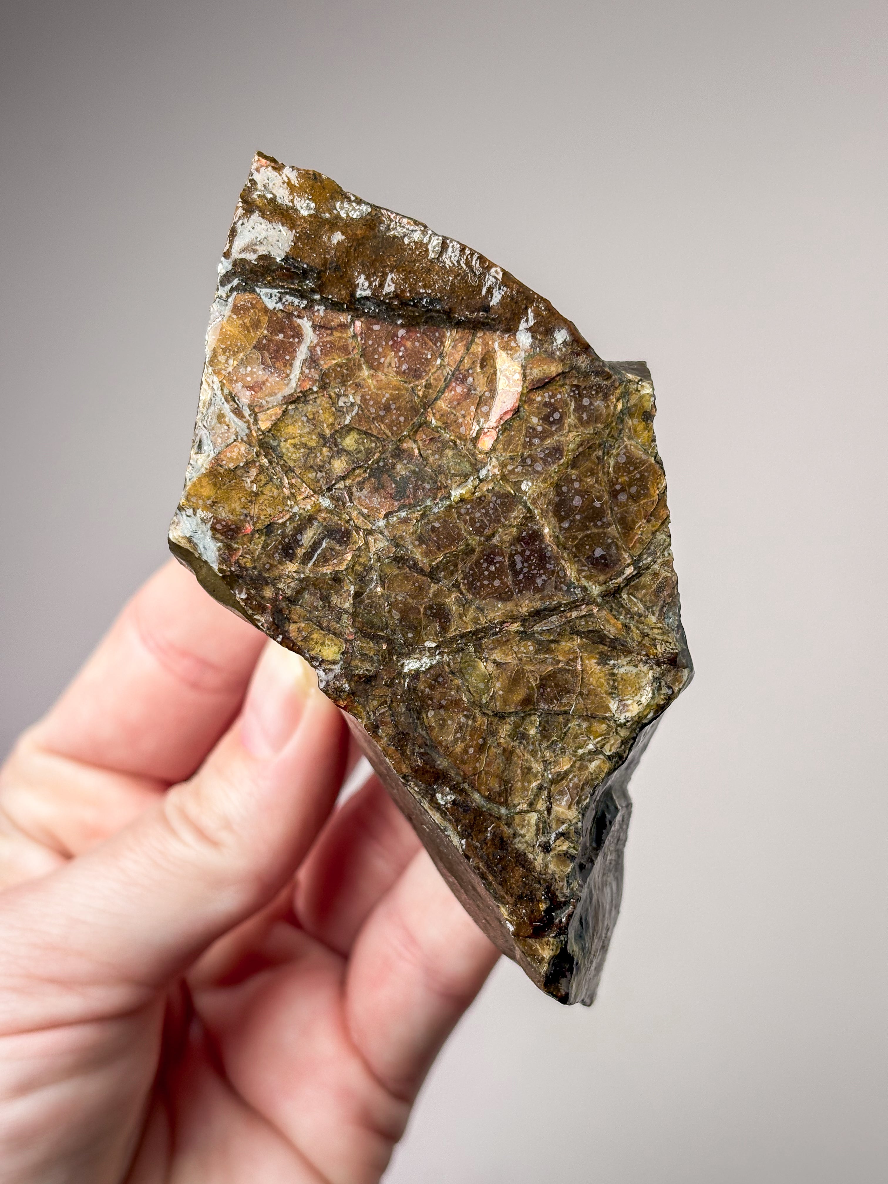 Ammolit (nr 9) Exklusiv kvalitet