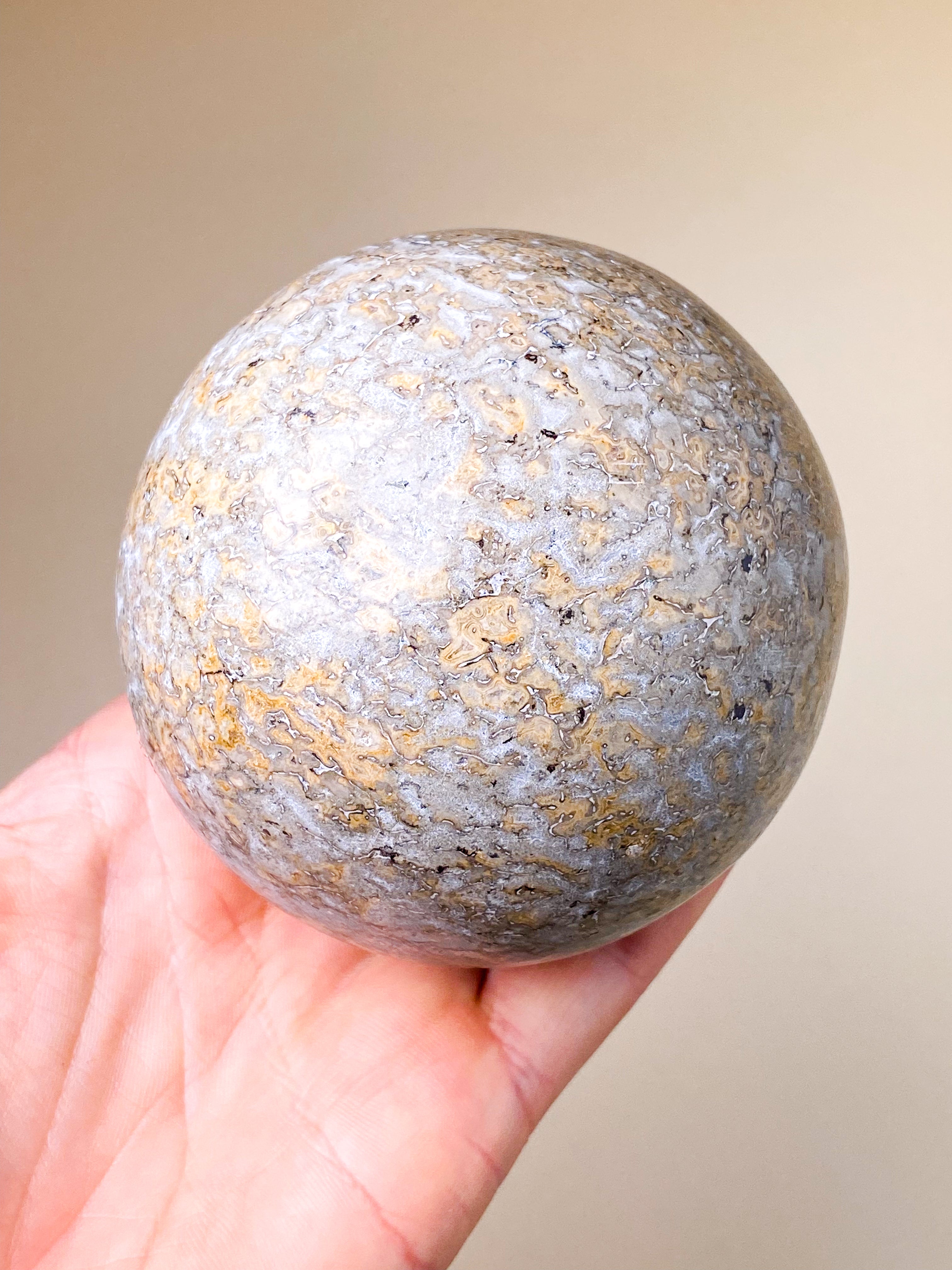 Dinosaur Knogle Kugle Stor (Nr. 2)