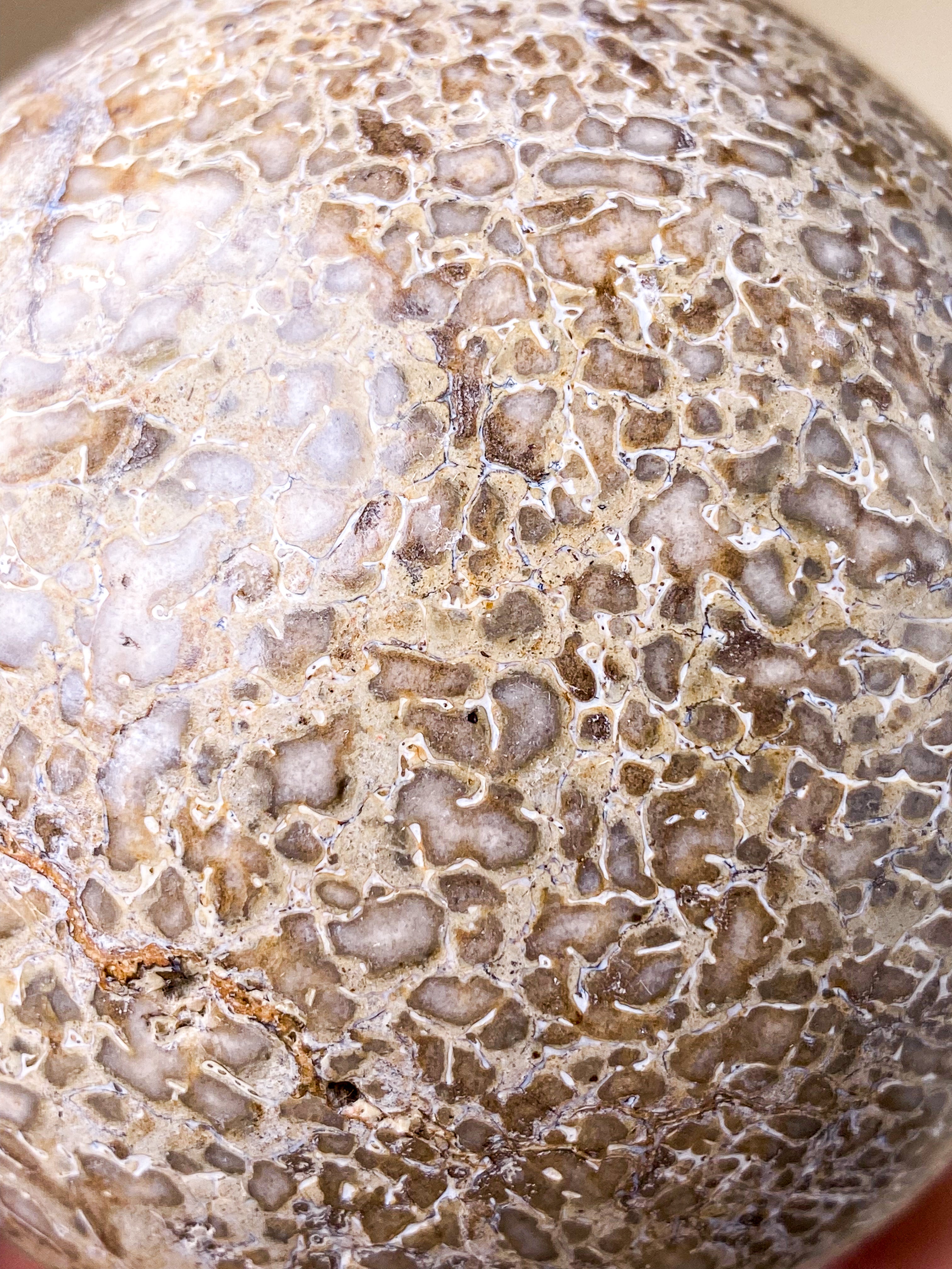 Dinosaur Knogle Kugle Stor (Nr. 3)