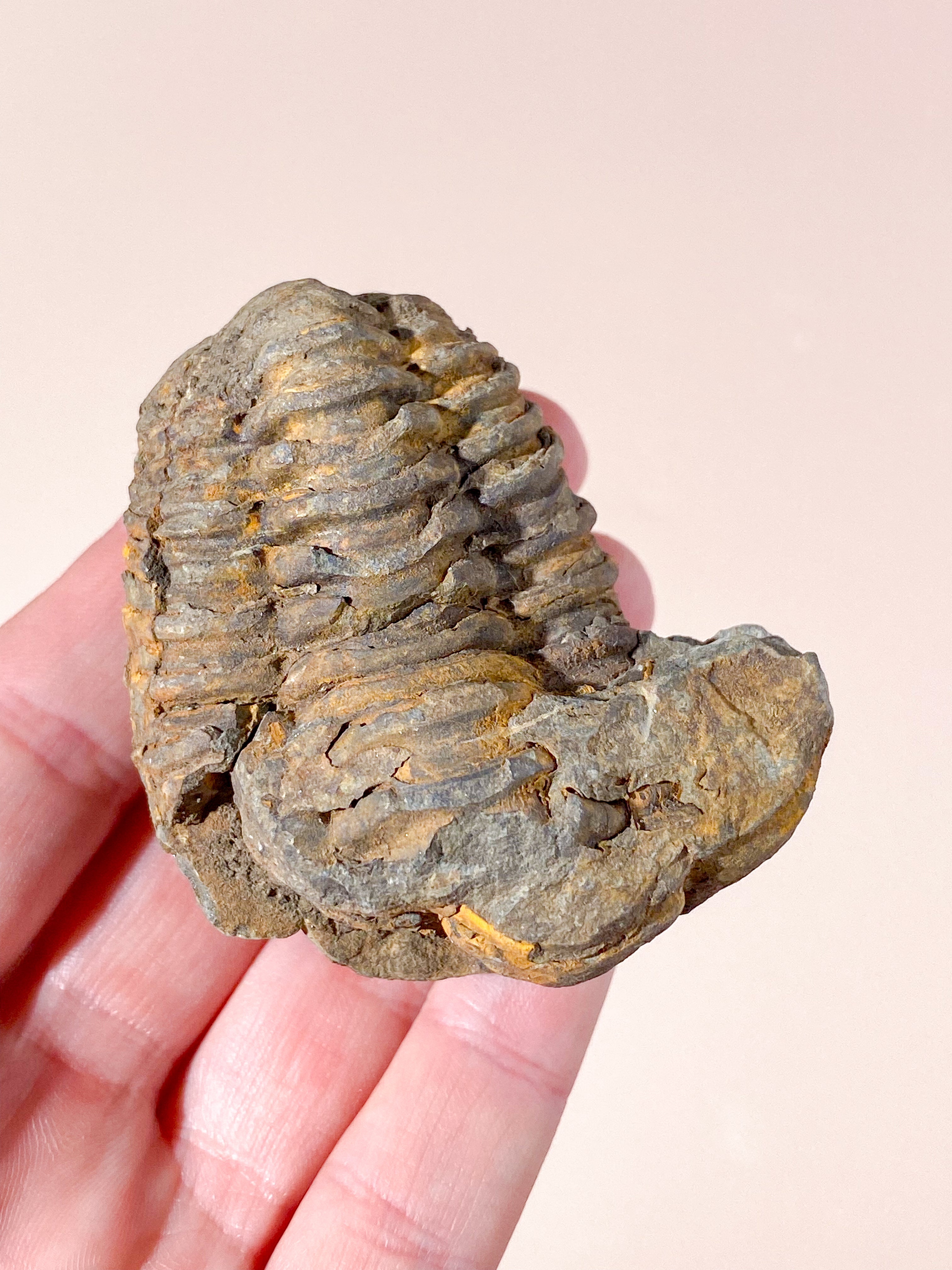 Trilobit Fossil (Nr. 1)