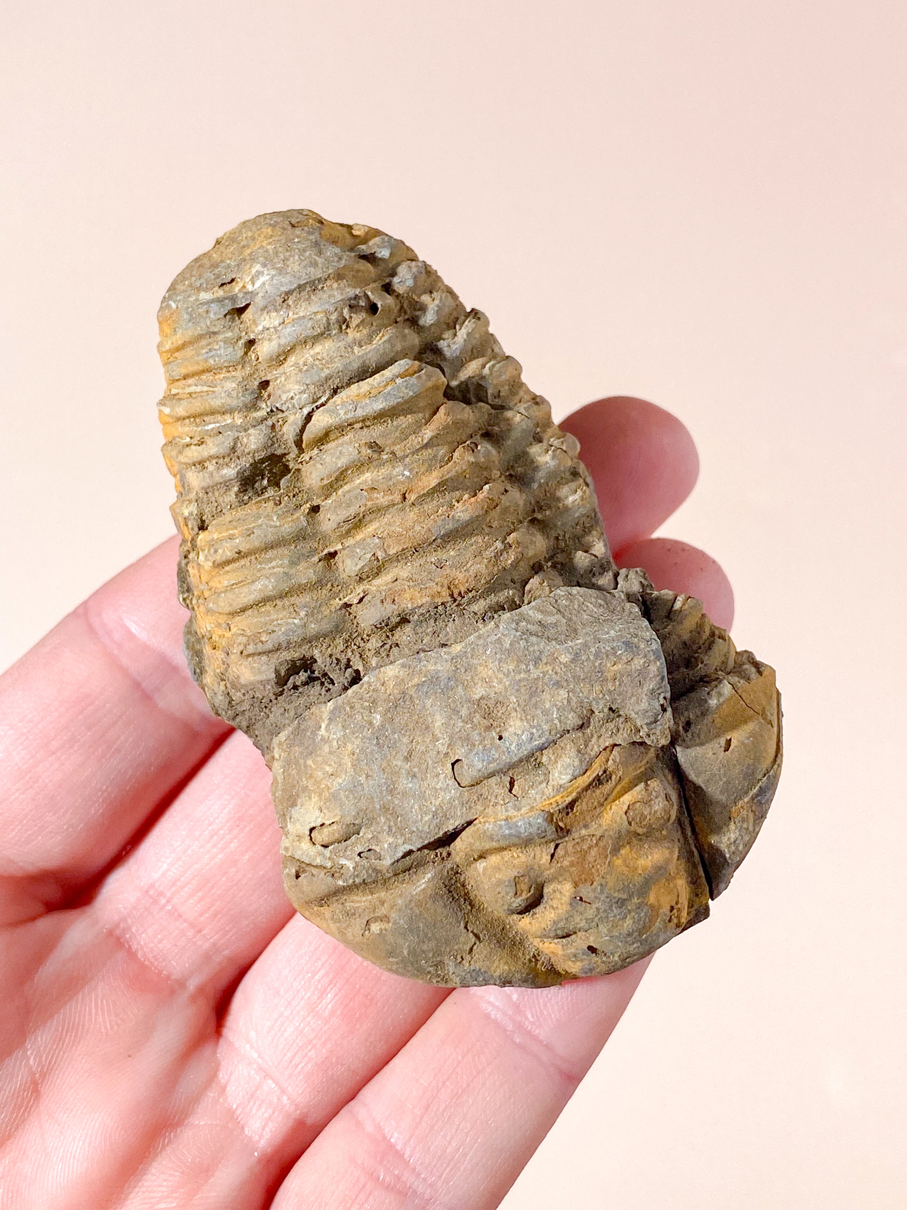 Trilobit Fossil (Nr. 2)