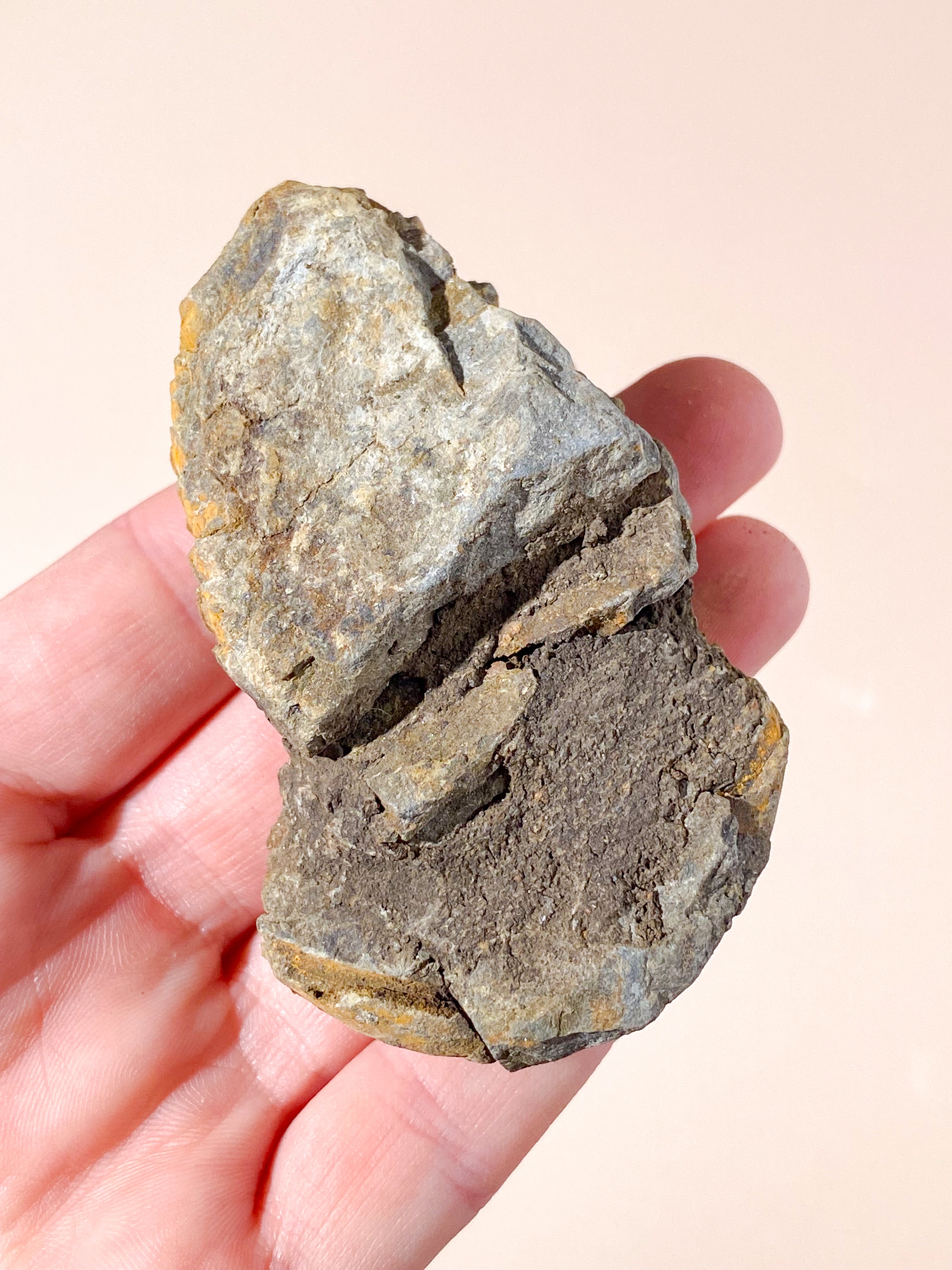 Trilobit Fossil (Nr. 2)