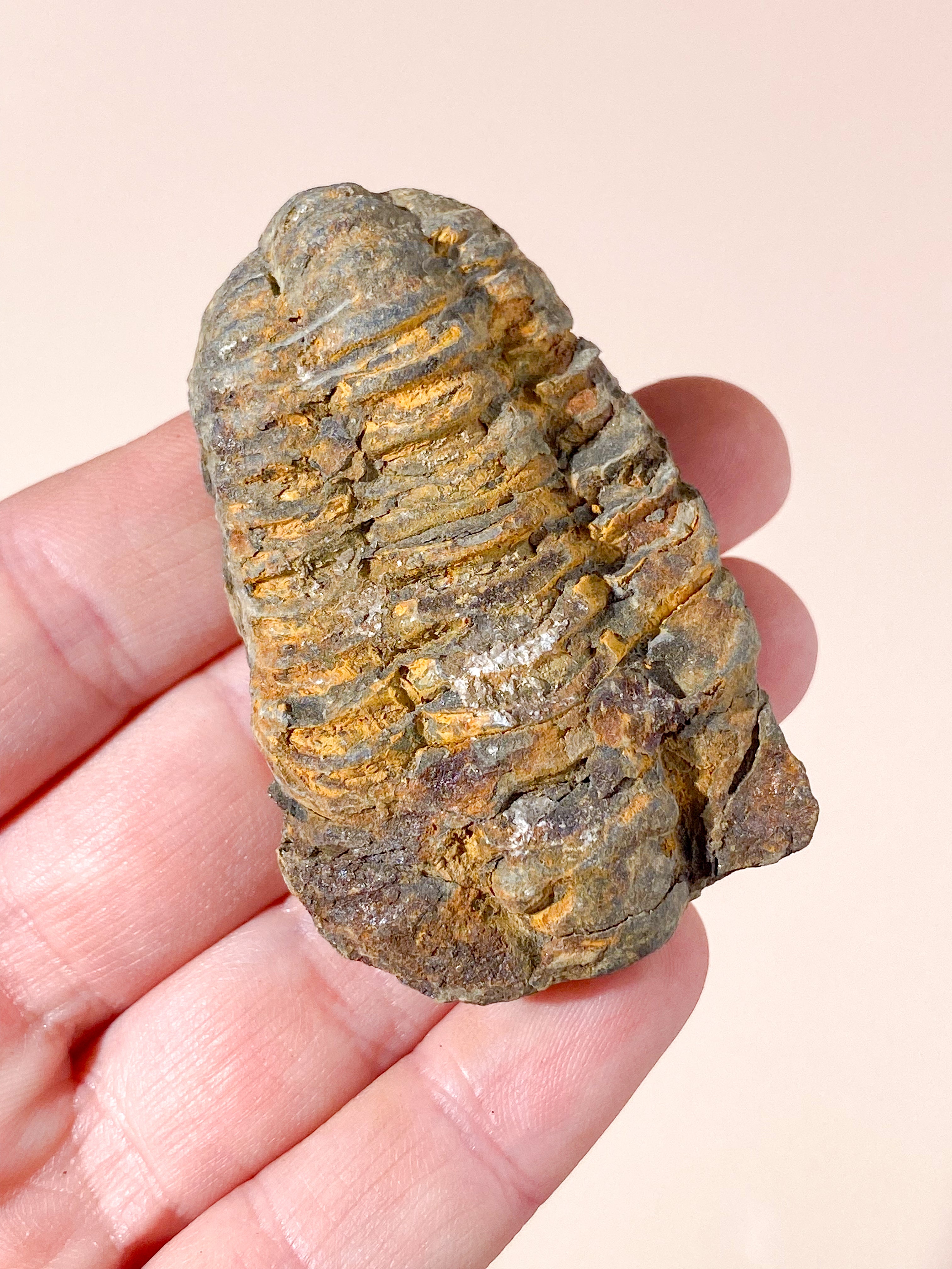 Trilobit Fossil (Nr. 4)