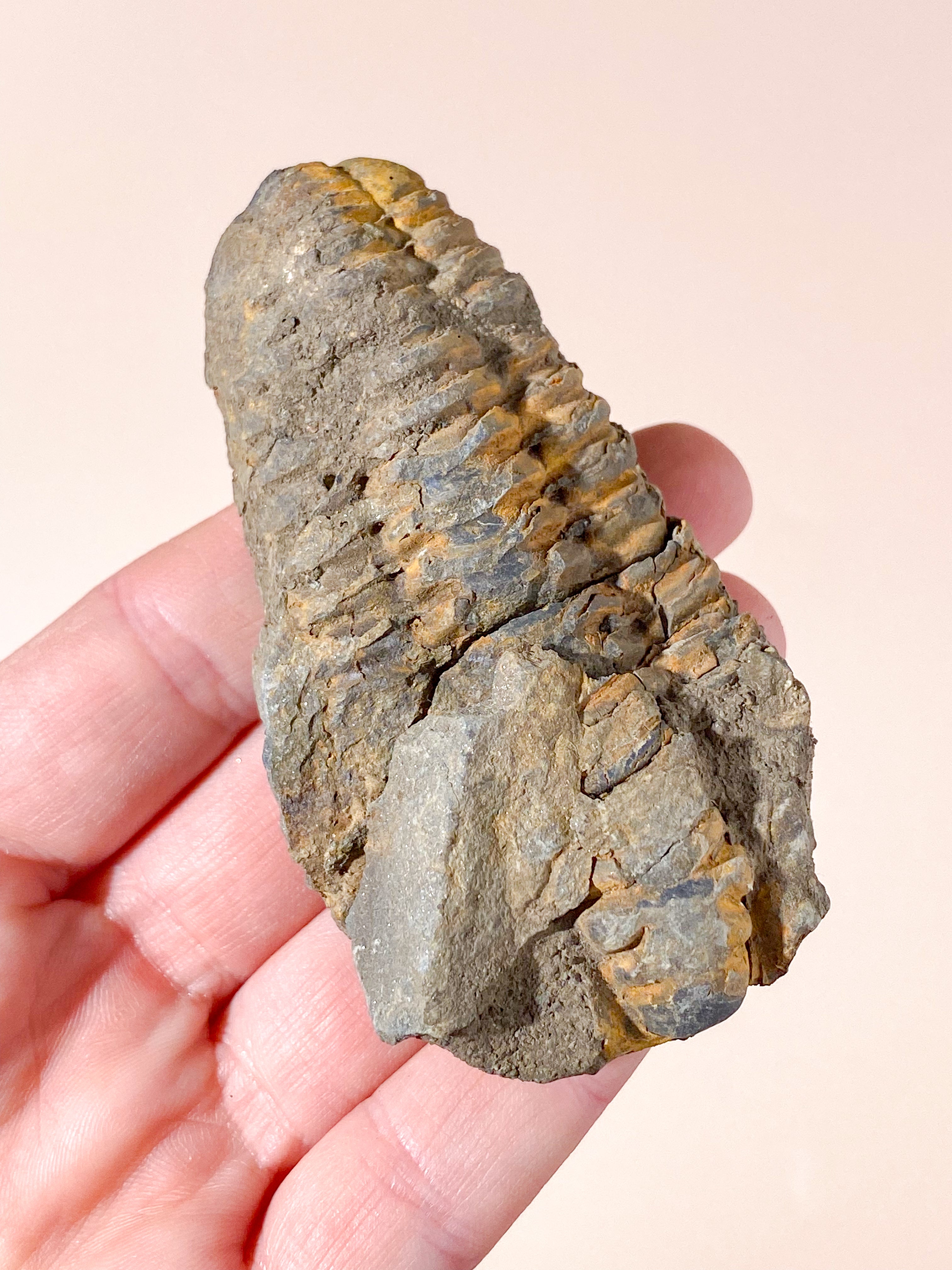 Trilobit Fossil (Nr. 5)