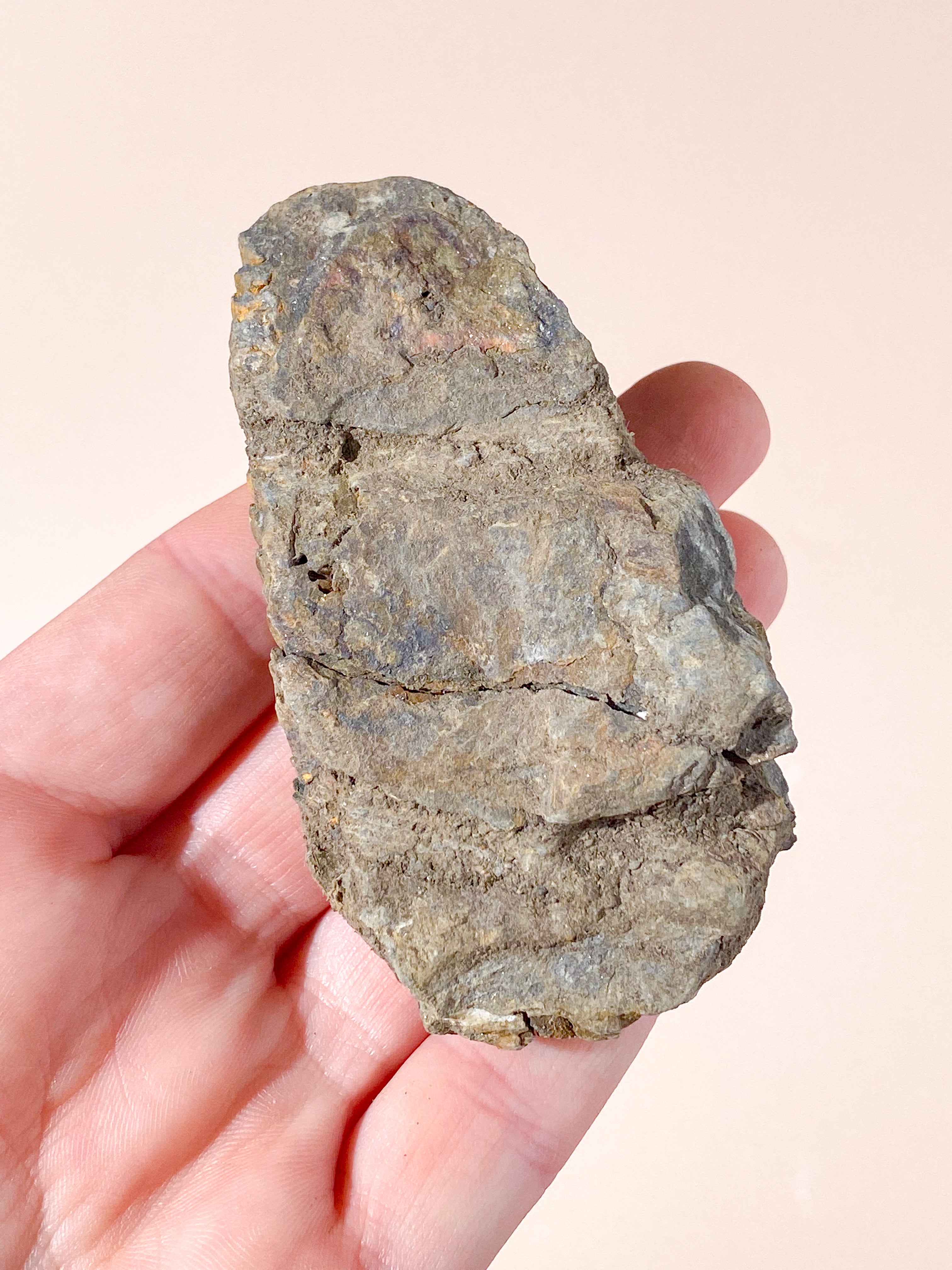 Trilobit Fossil (Nr. 5)
