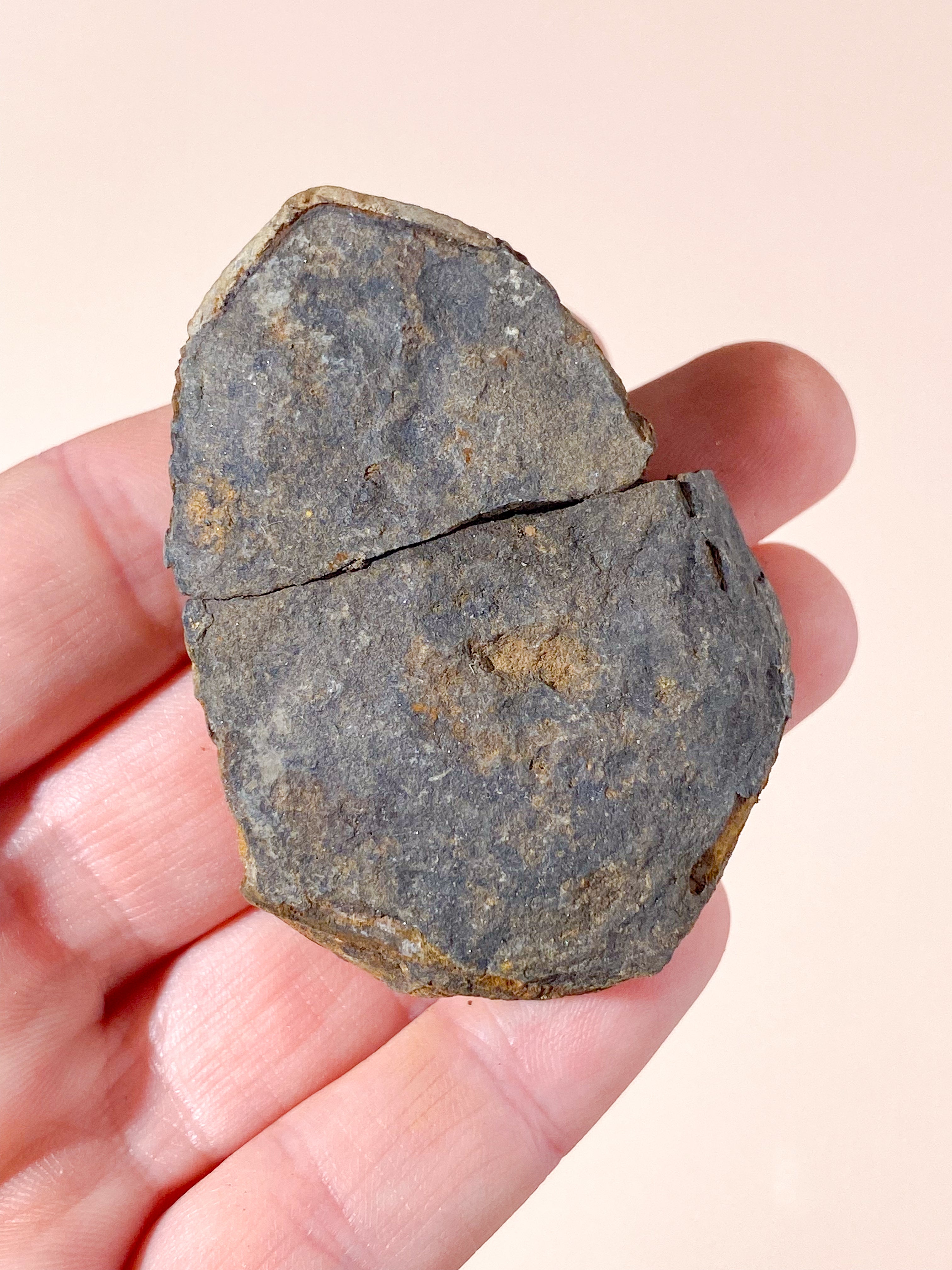 Trilobit Fossil (Nr. 6)