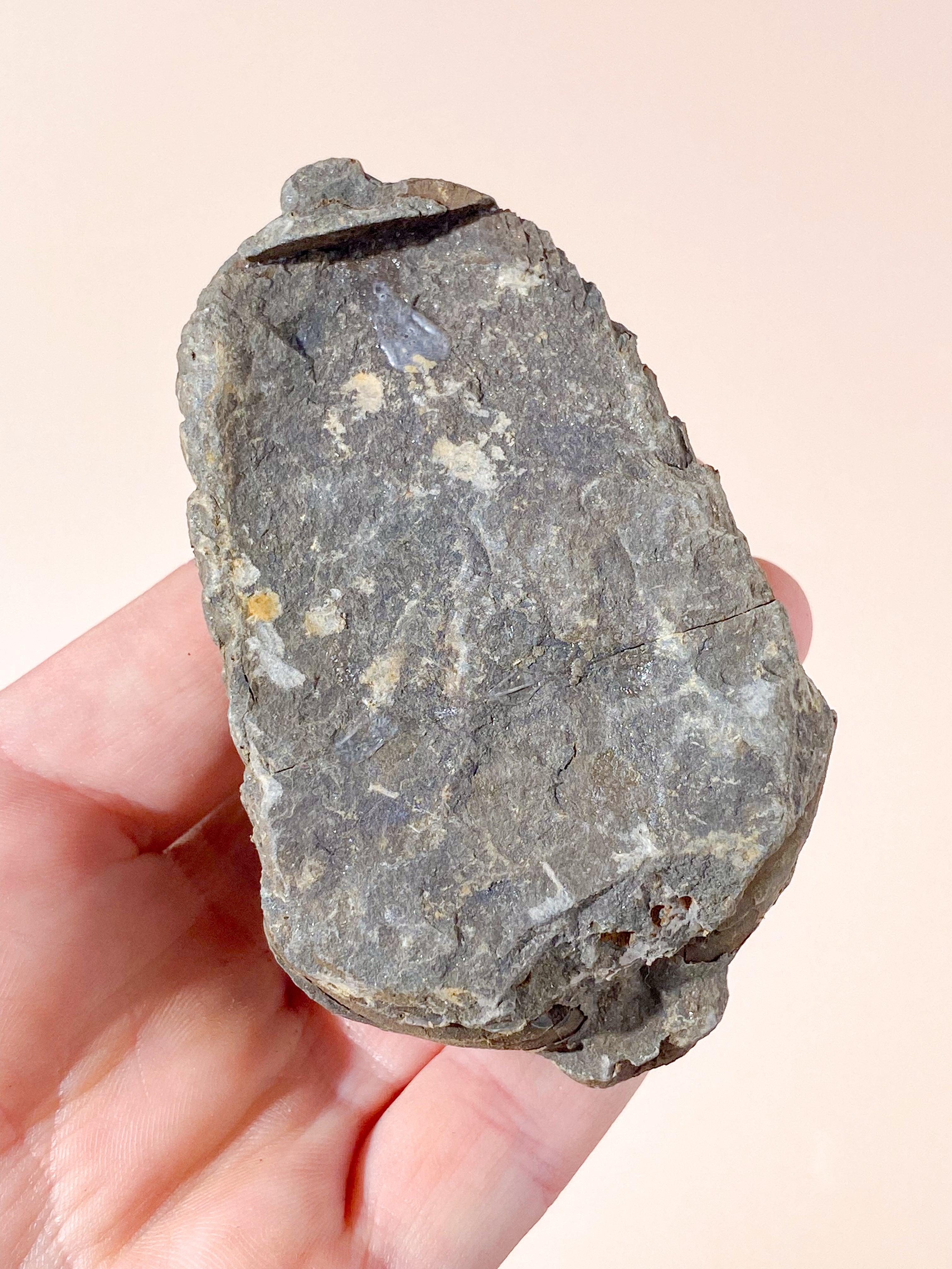 Trilobit Fossil (Nr. 10)