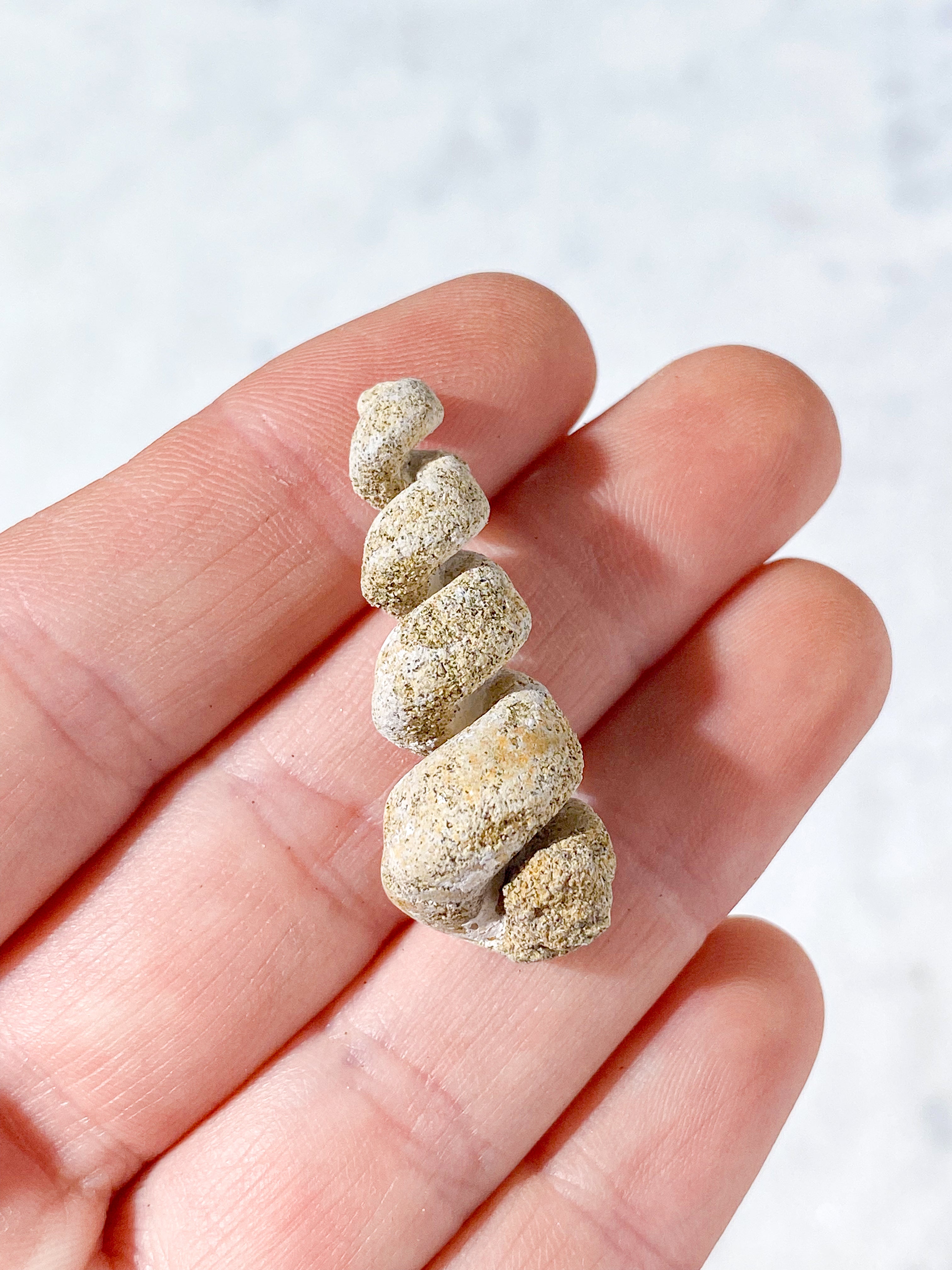 Turritella Fossil (Nr. 4)