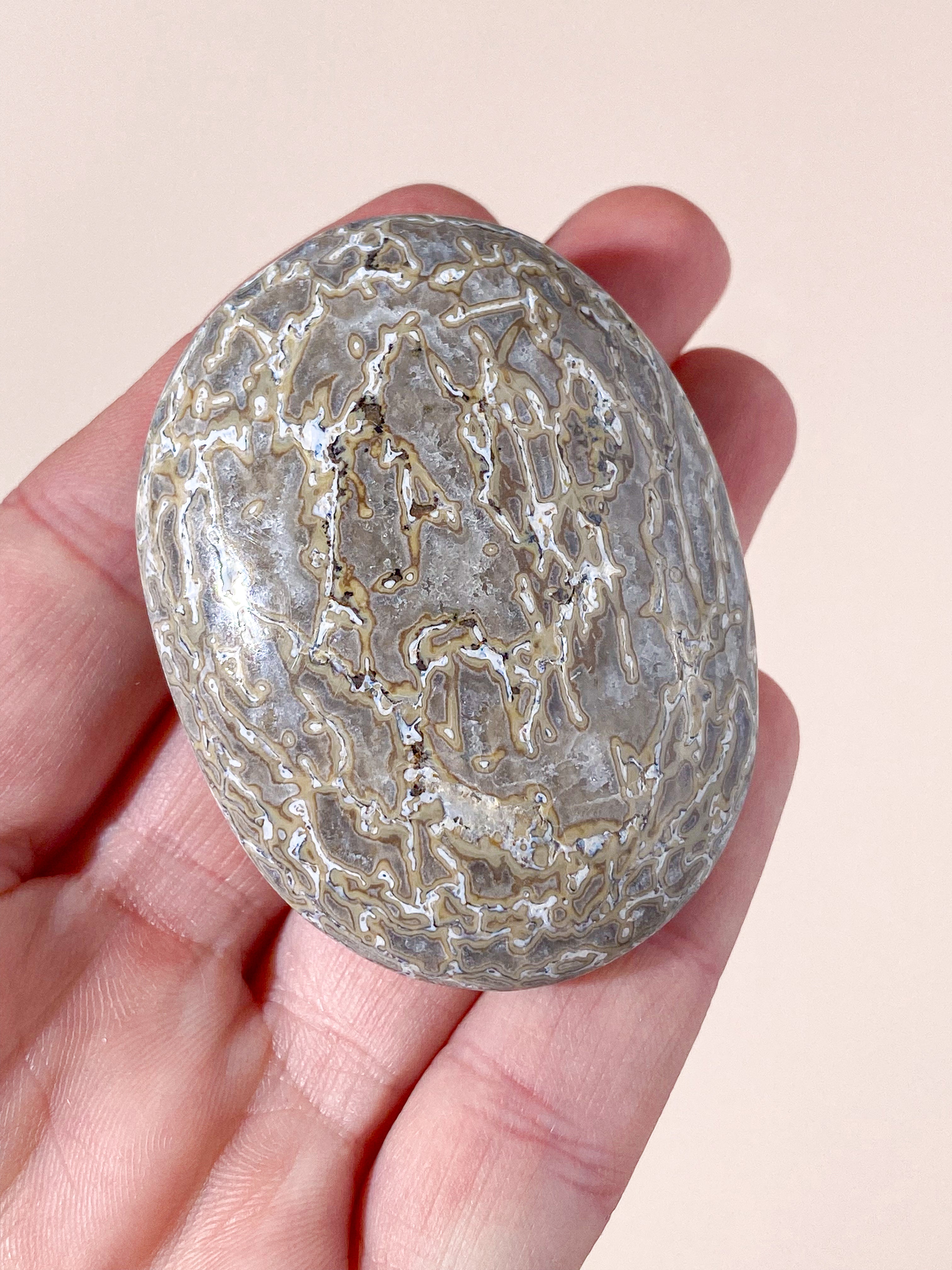 Atlasaurus Dinosaur Fossil Knogle Palmstone (Nr. 2)