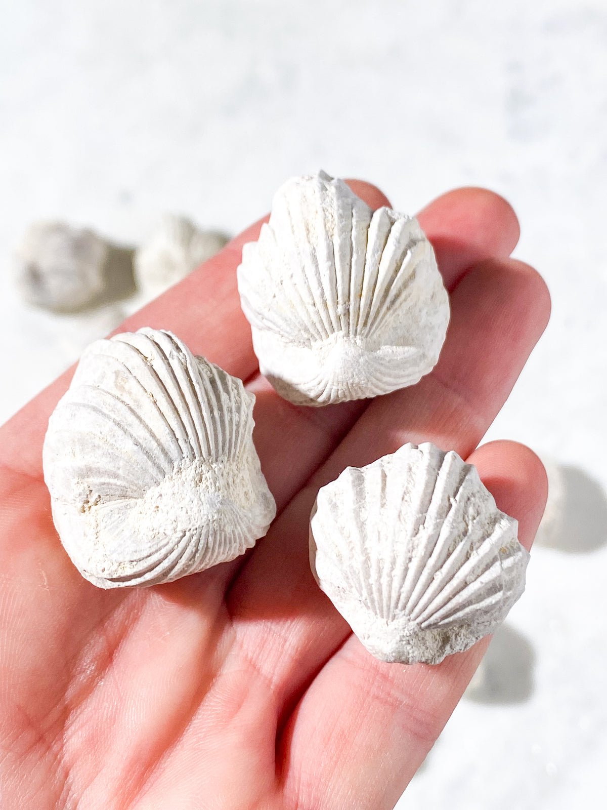 Musling Fossil