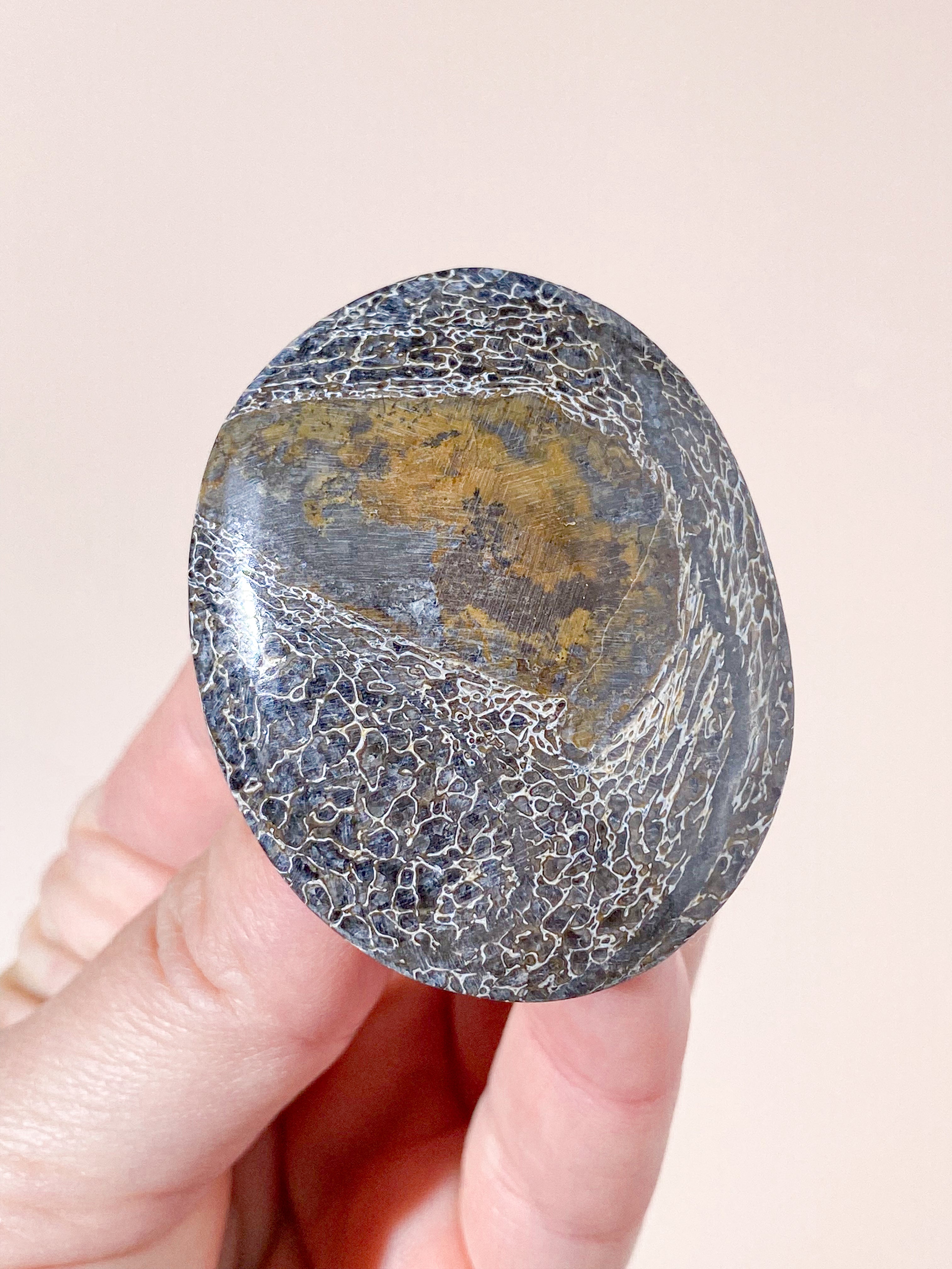 Atlasaurus Dinosaur Fossil Knogle Palmstone (Nr. 8)