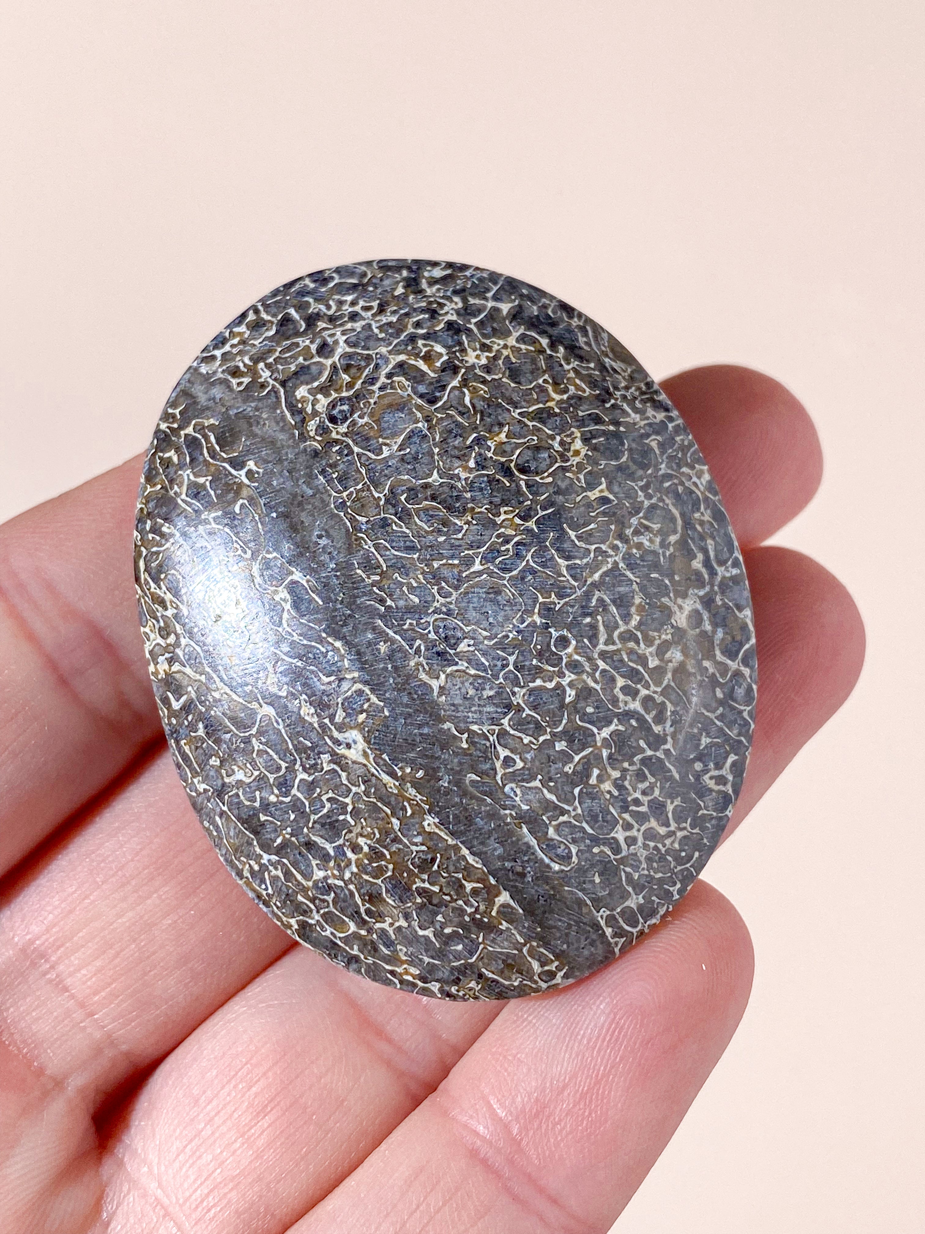 Atlasaurus Dinosaur Fossil Knogle Palmstone (Nr. 8)