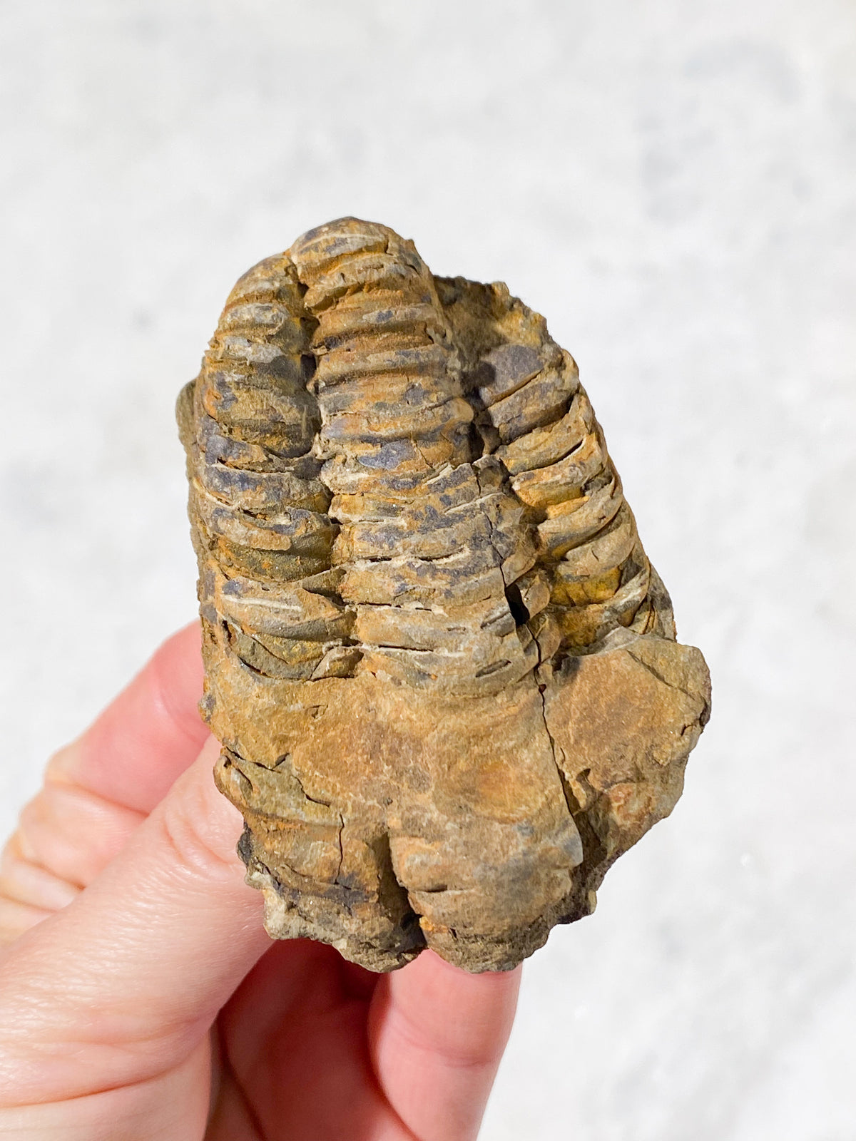 Trilobitfossil (nr 1)