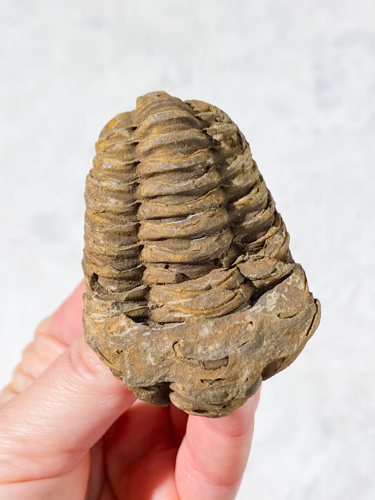 Trilobitfossil (nr 2)