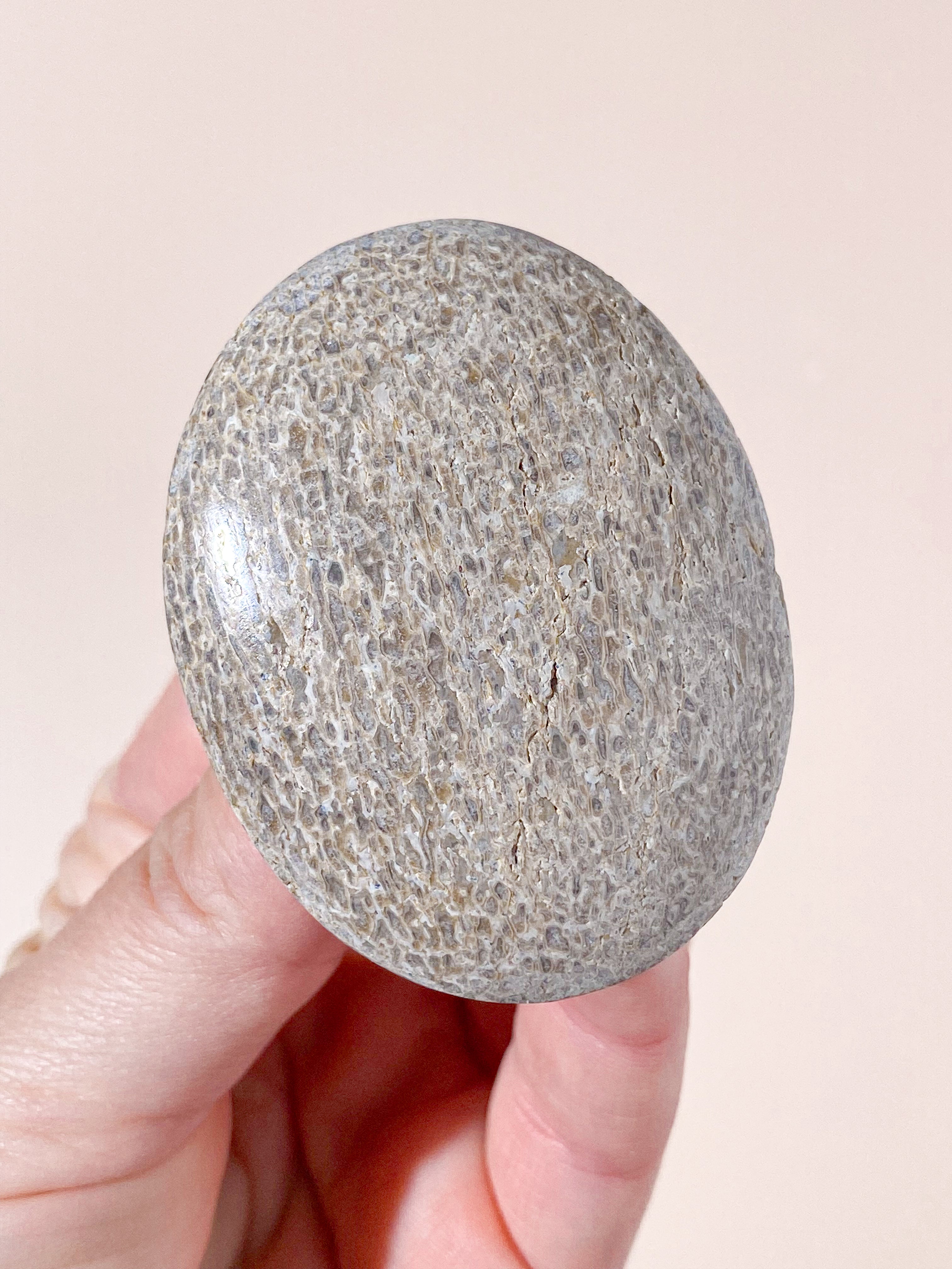 Atlasaurus Dinosaur Fossil Knogle Palmstone (Nr. 10)