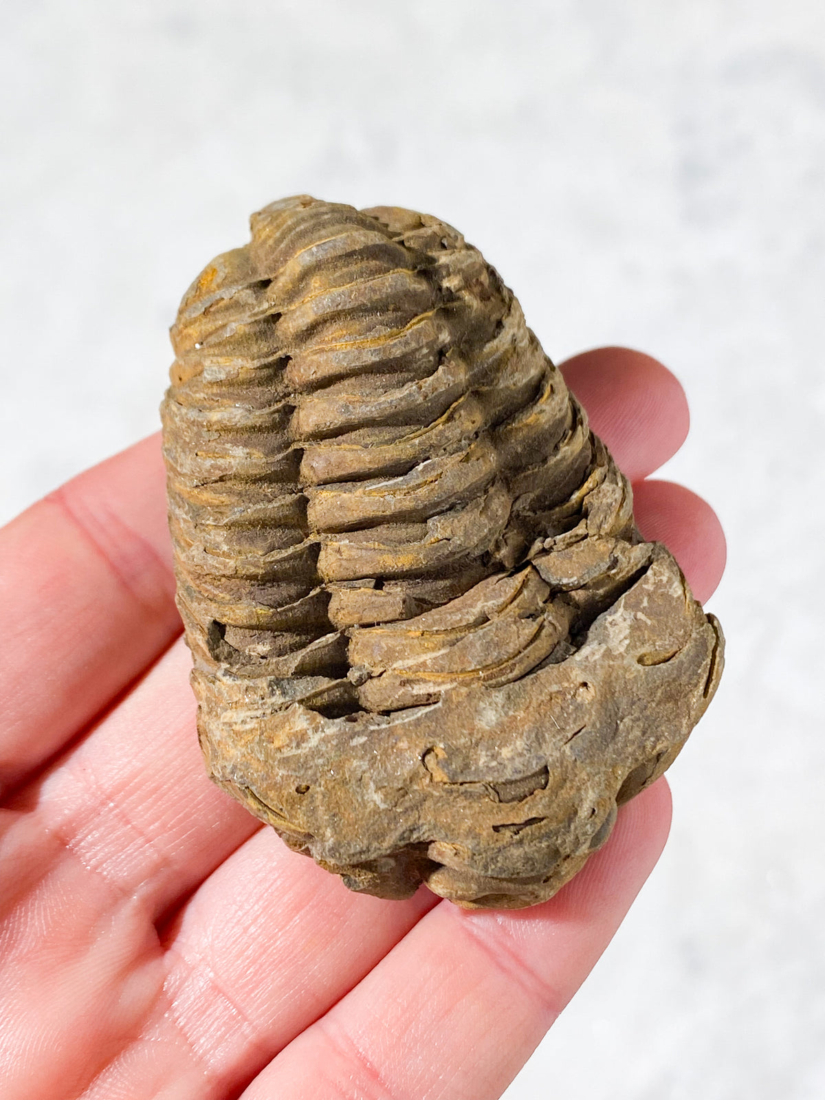 Trilobitfossil (nr 2)