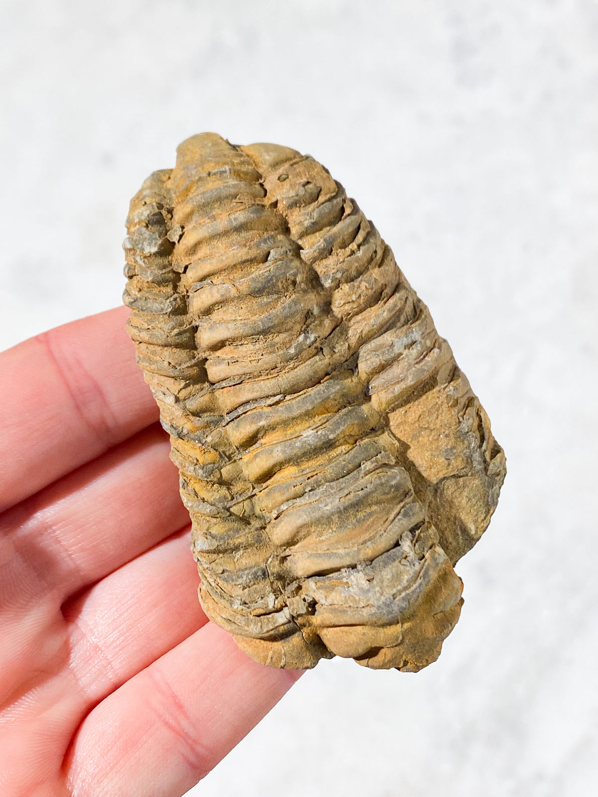 Trilobitfossil (nr 3)