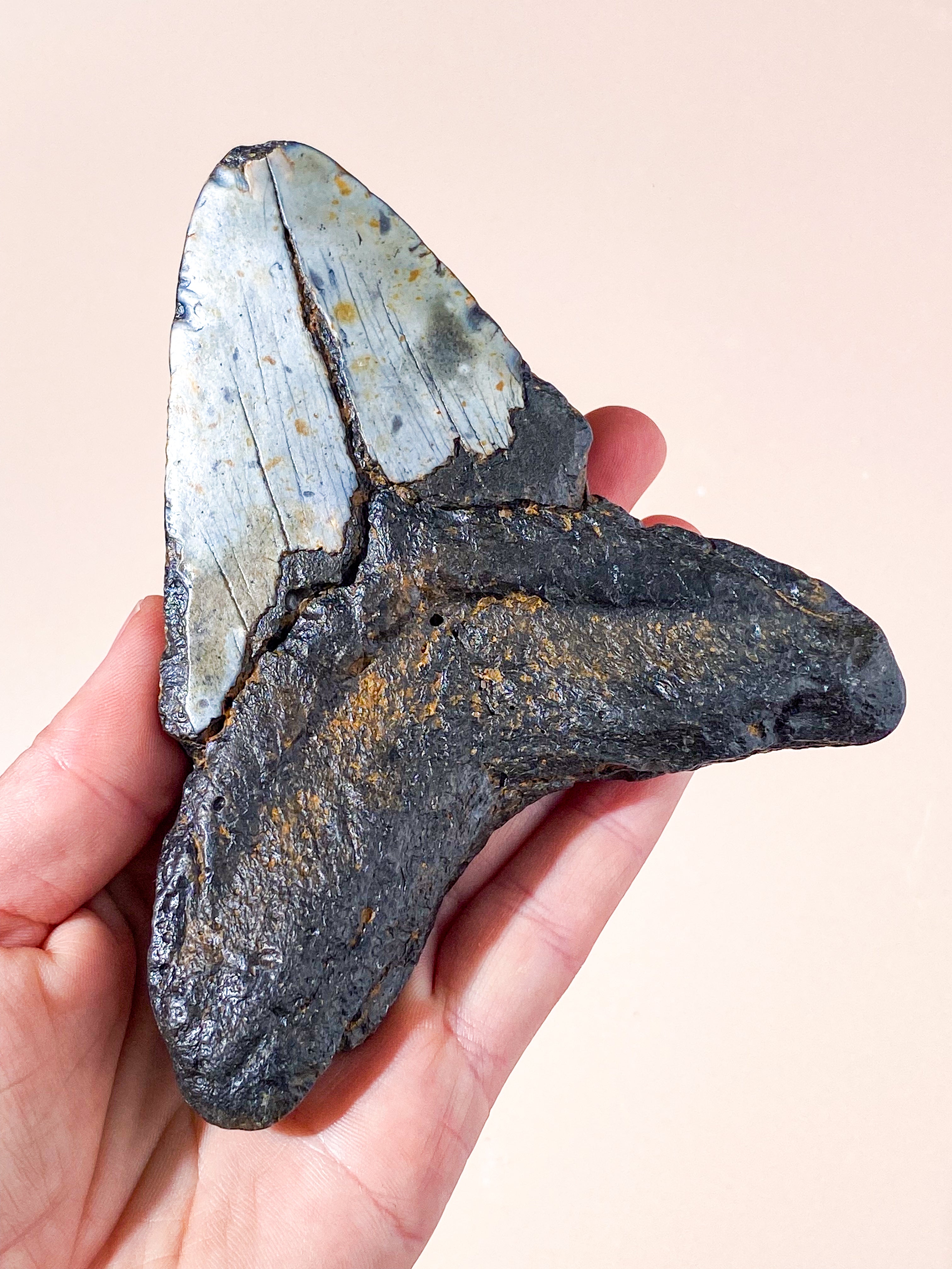 Stor Megalodon Tand Fossil (Nr. 1)