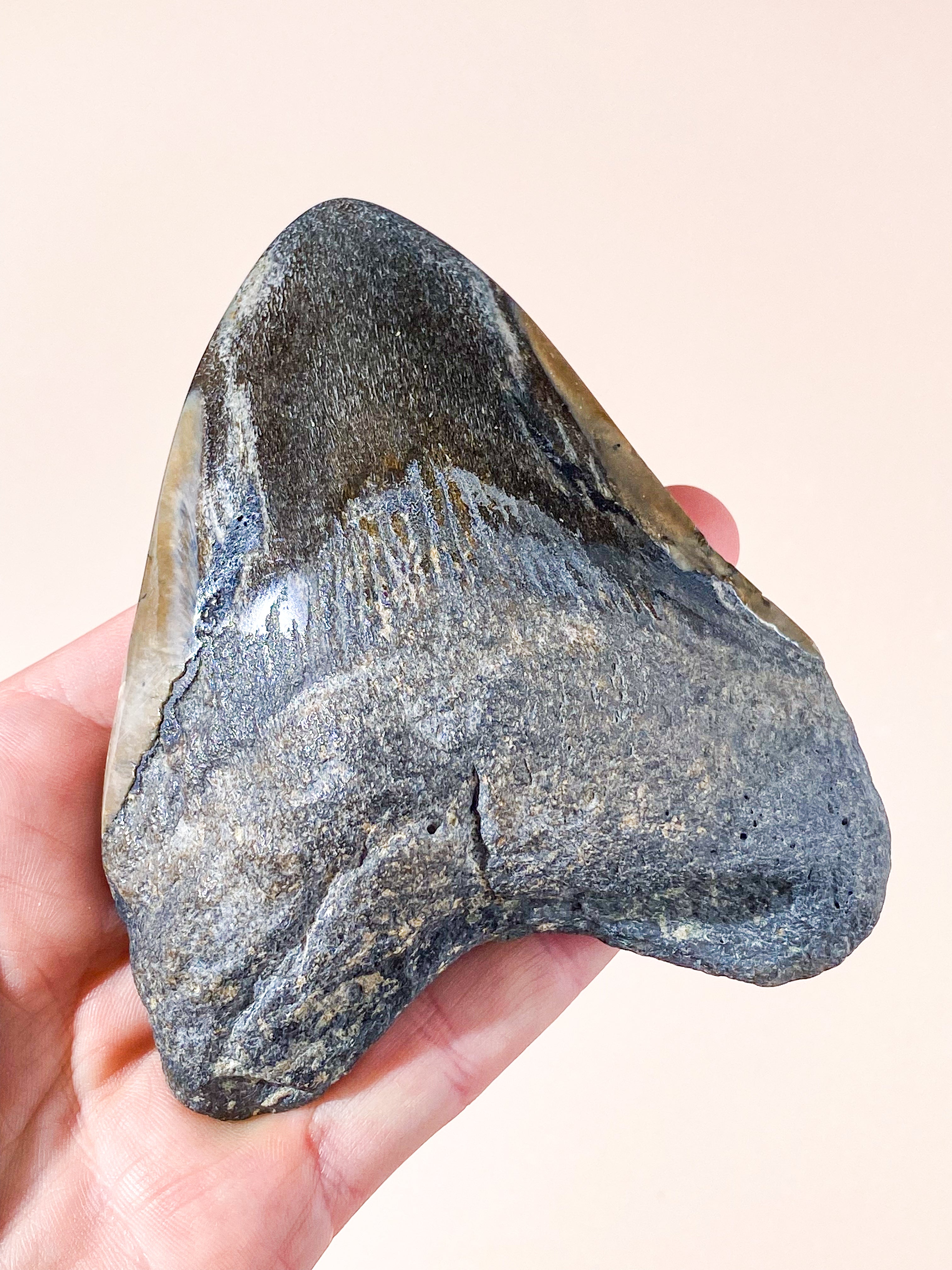 Stor Megalodon Tand Fossil (Nr. 2)