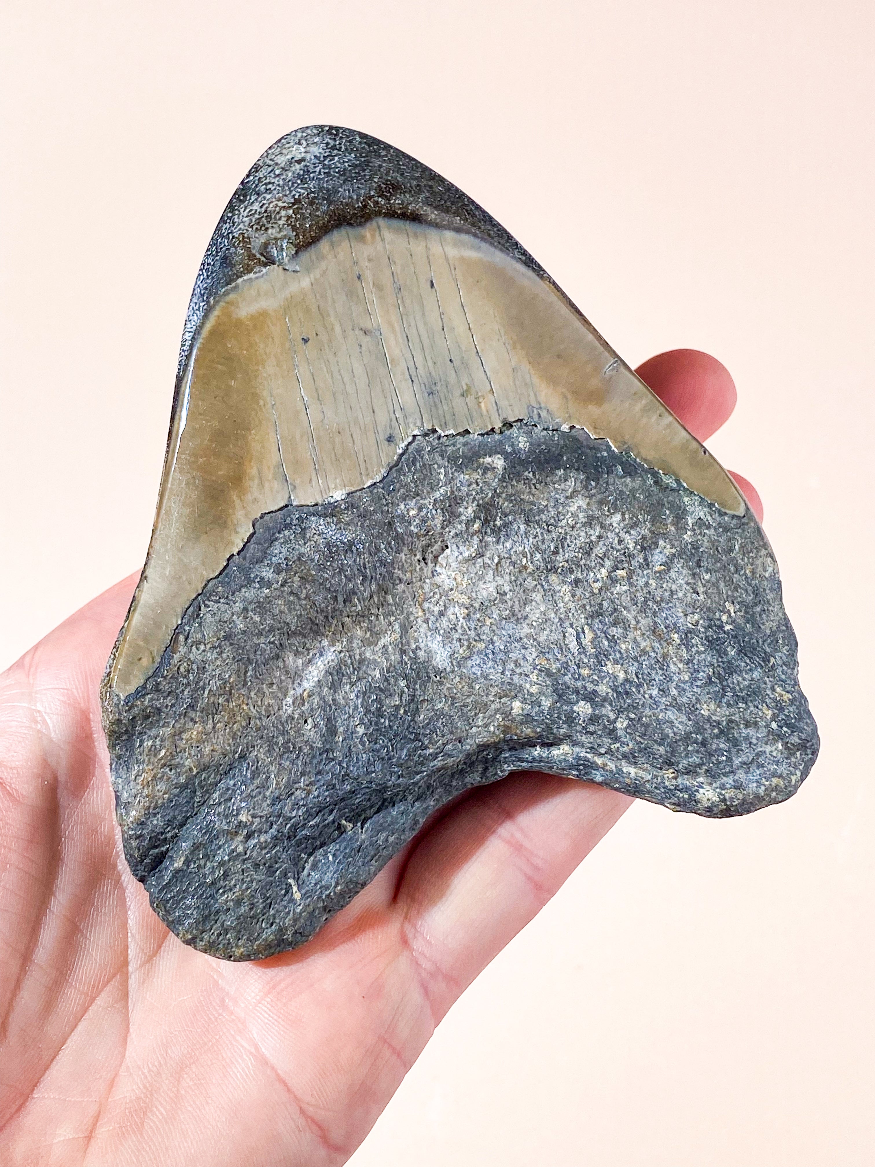 Stor Megalodon Tand Fossil (Nr. 2)