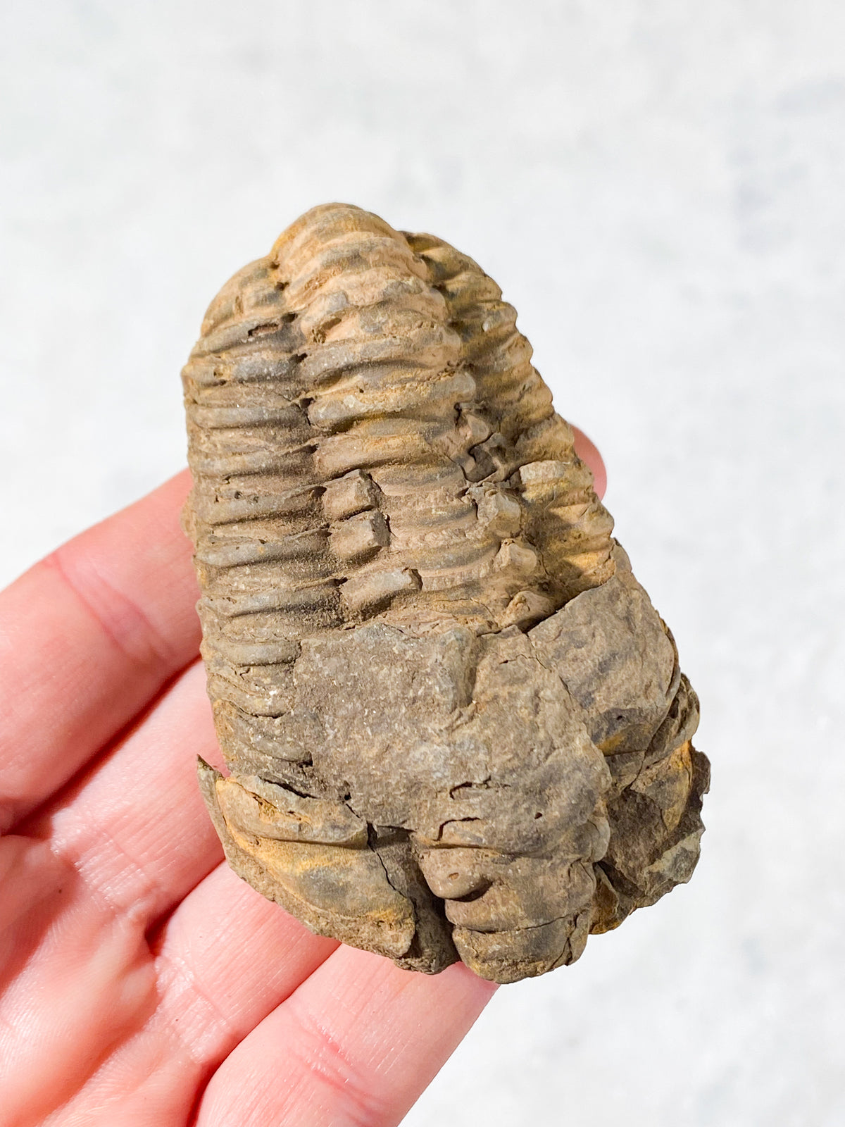 Trilobitfossil (nr 9)