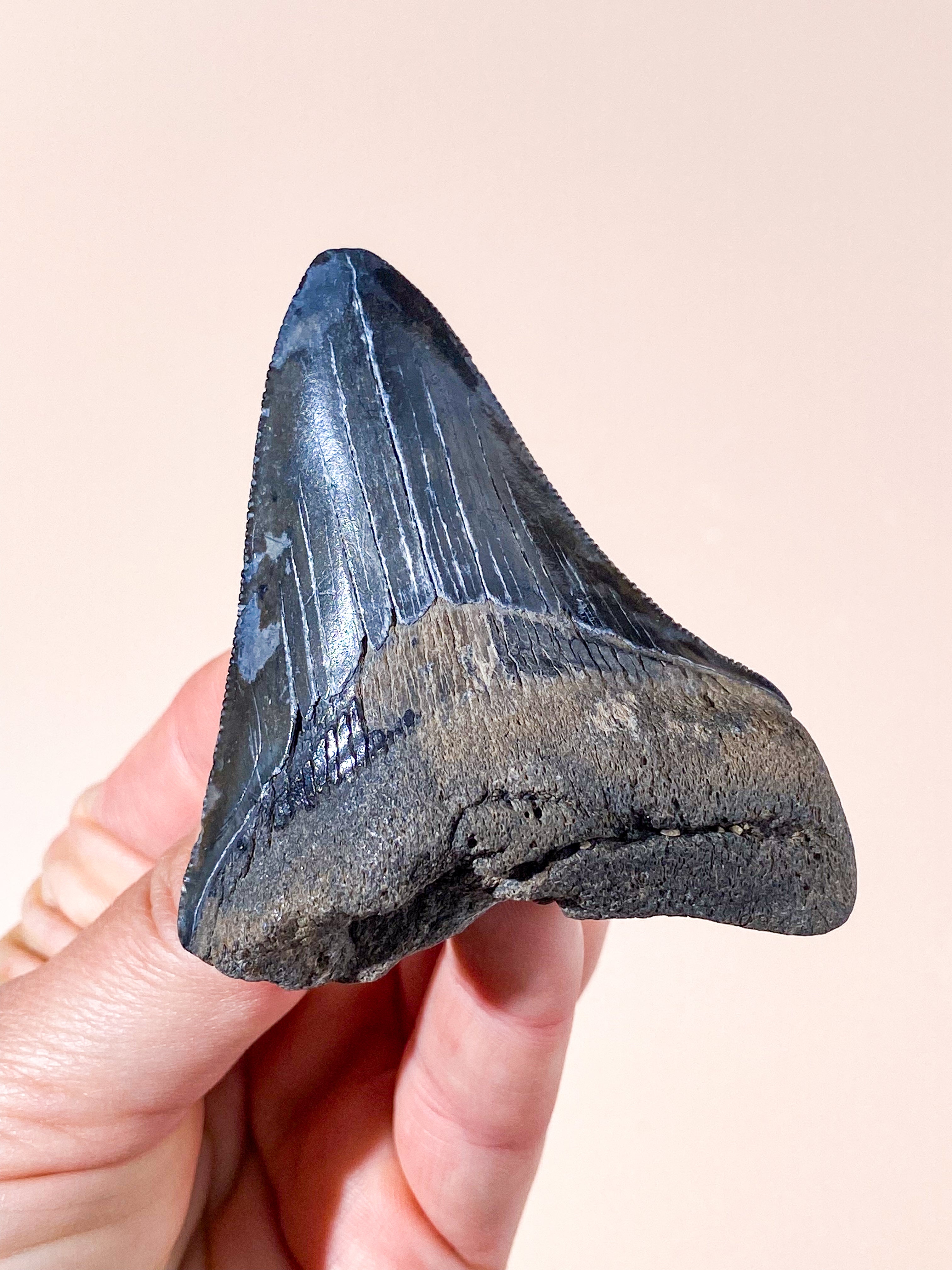 Megalodon Tand Fossil (Nr. 4)