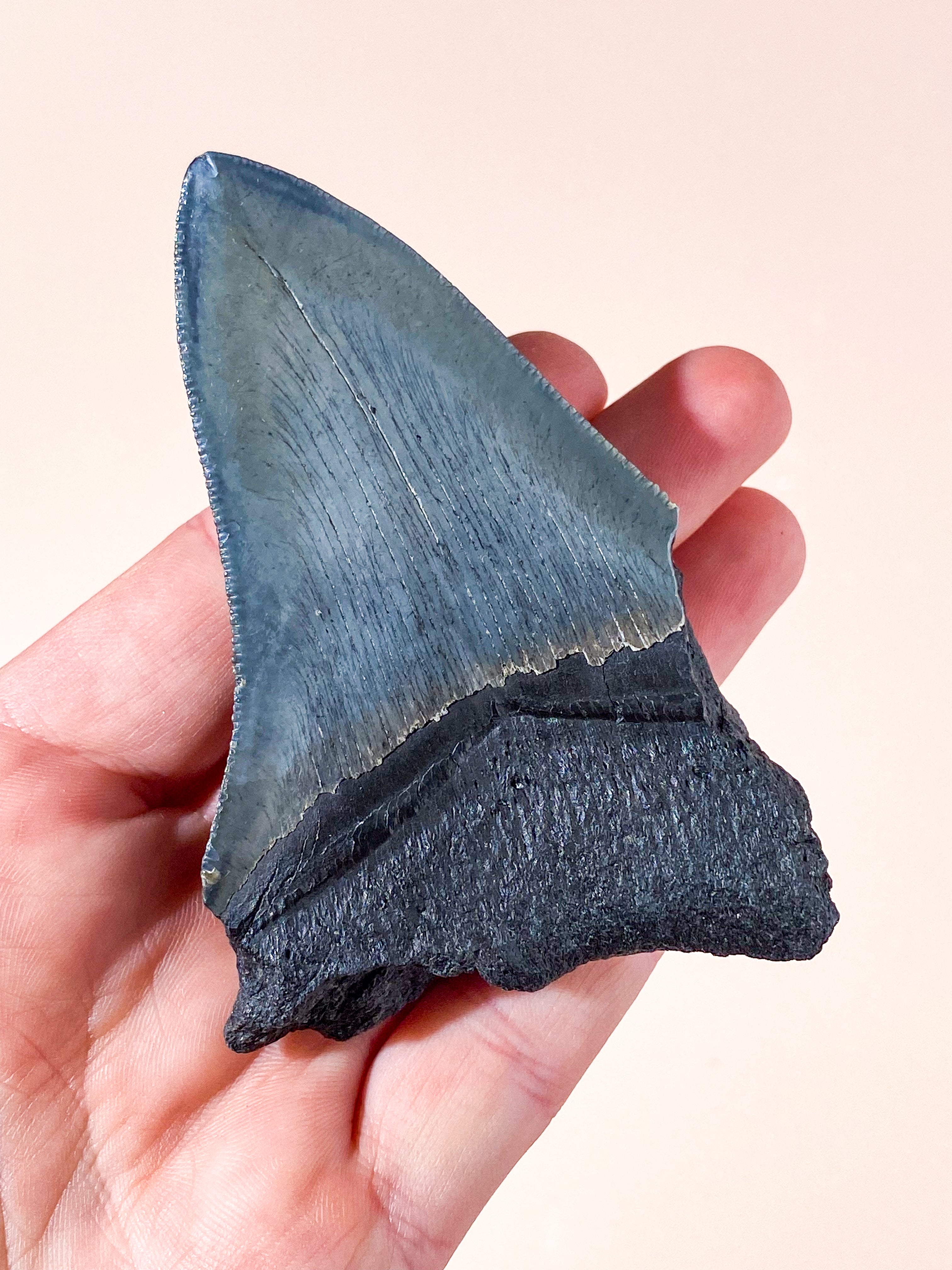 Megalodon Tand Fossil (Nr. 5)
