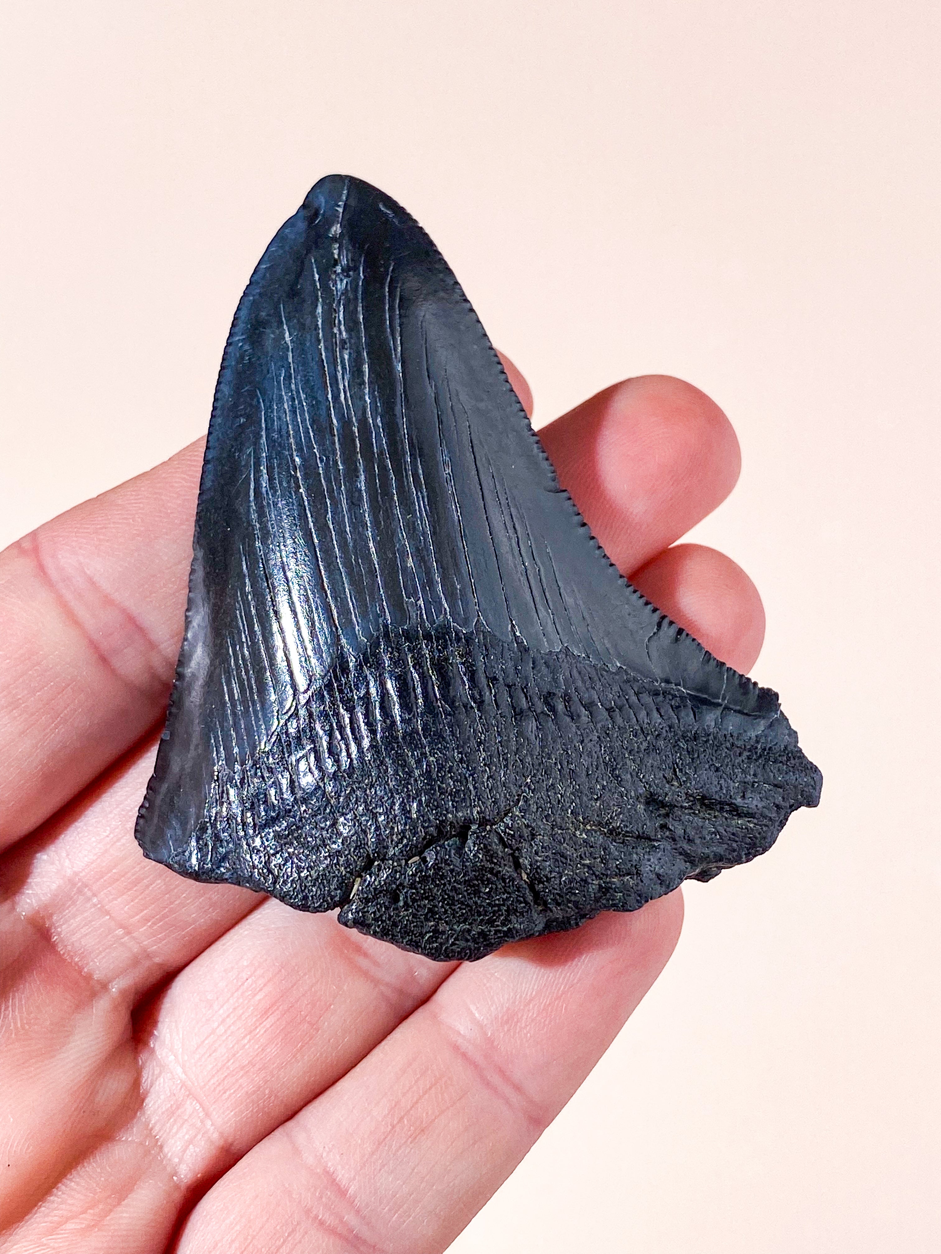 Megalodon Tand Fossil (Nr. 6)